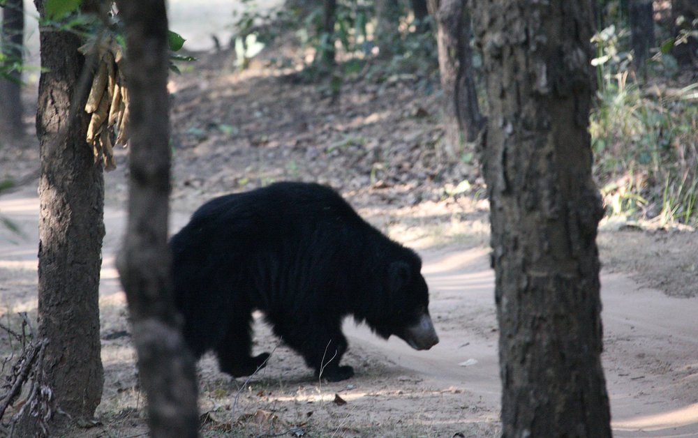 Melursus ursinus Sloth Bear — Coke Smith Wildlife
