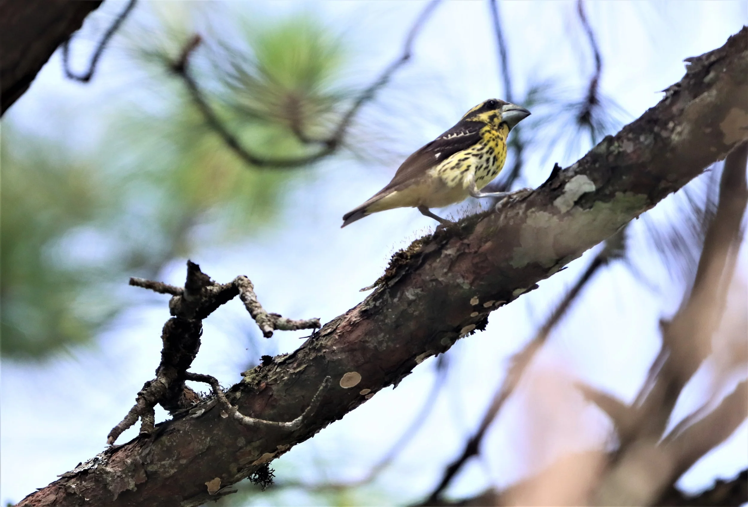 Spot-winged Grosbeak (Mycerobas melanozanthos) Doi Ang Kang, Chiang Mai Thailand (68).jpg