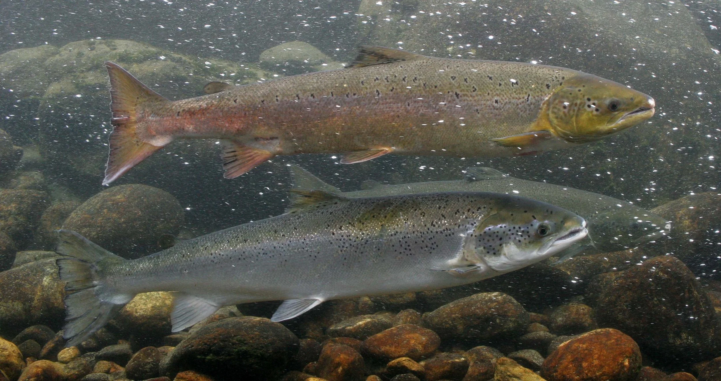 Atlantic Salmon