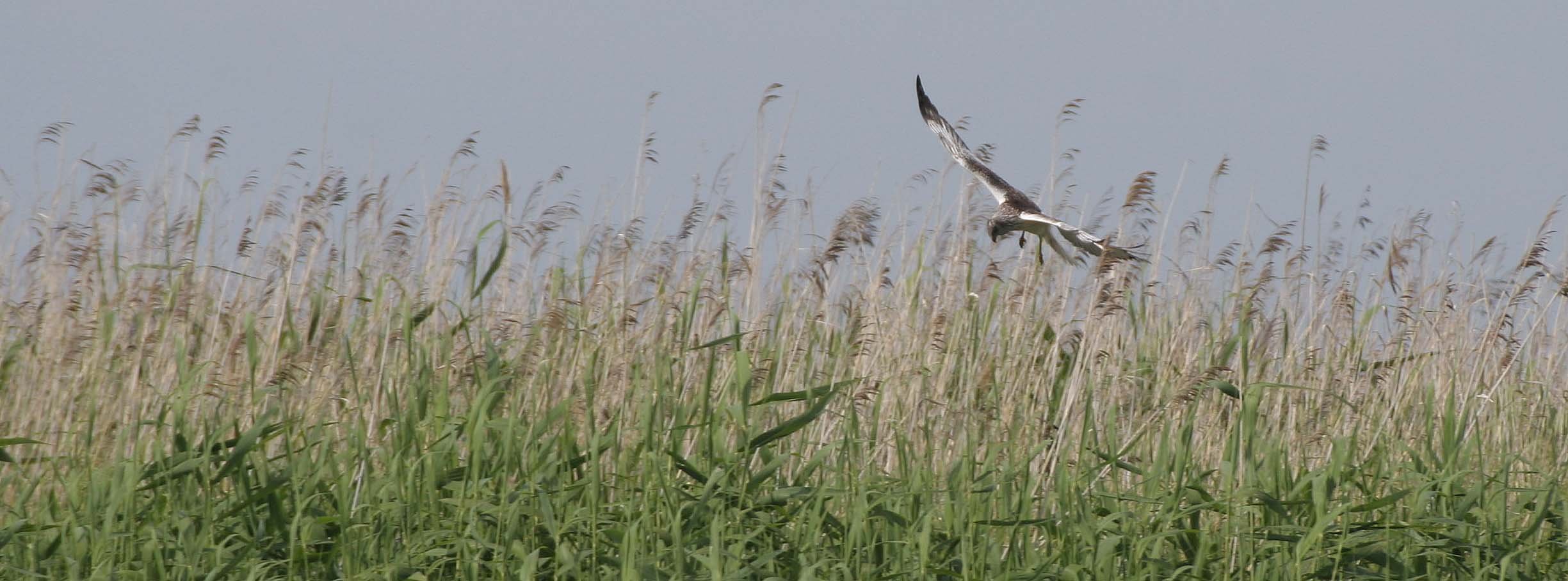 Circus spilonotus - EASTERN MARSH HARRIER - SELENGA DELTA LAKE BAIKAL RUSSIA (25).jpg