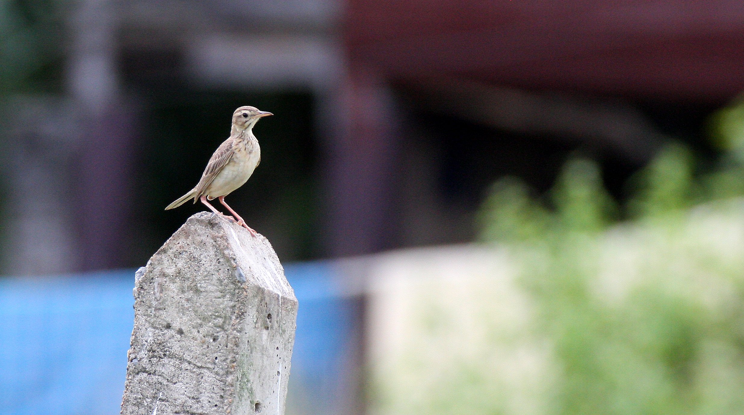 Paddyfield Pipit (Anthus rufulus) NAKHON SI THAMMARAT Thailand (10).JPG