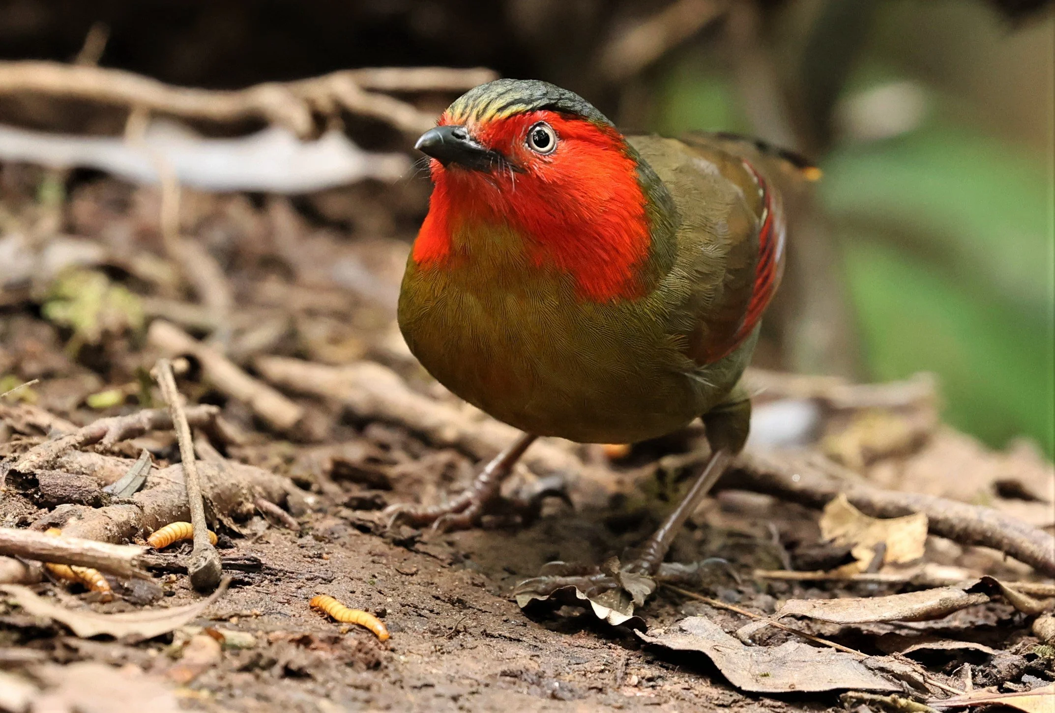 LIOCICHLA - SCARLET-FACED LIOCICHLA - Liocichla ripponi - DOI PHA HOM POK NP DOI LANG EAST FEB 2022 (85).jpg