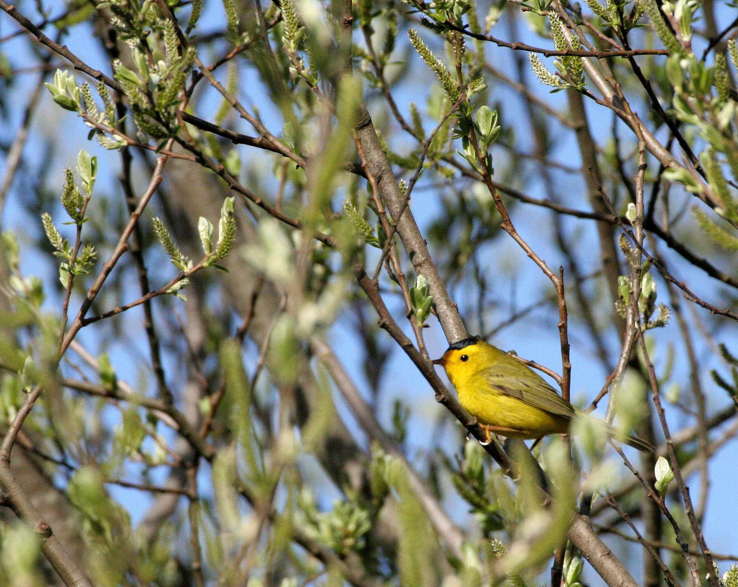 BIRD - WARBLER - WILSON'S WARBLER - WILSONIA PUSILLA - LAKE FARM WOODS WA (28).JPG
