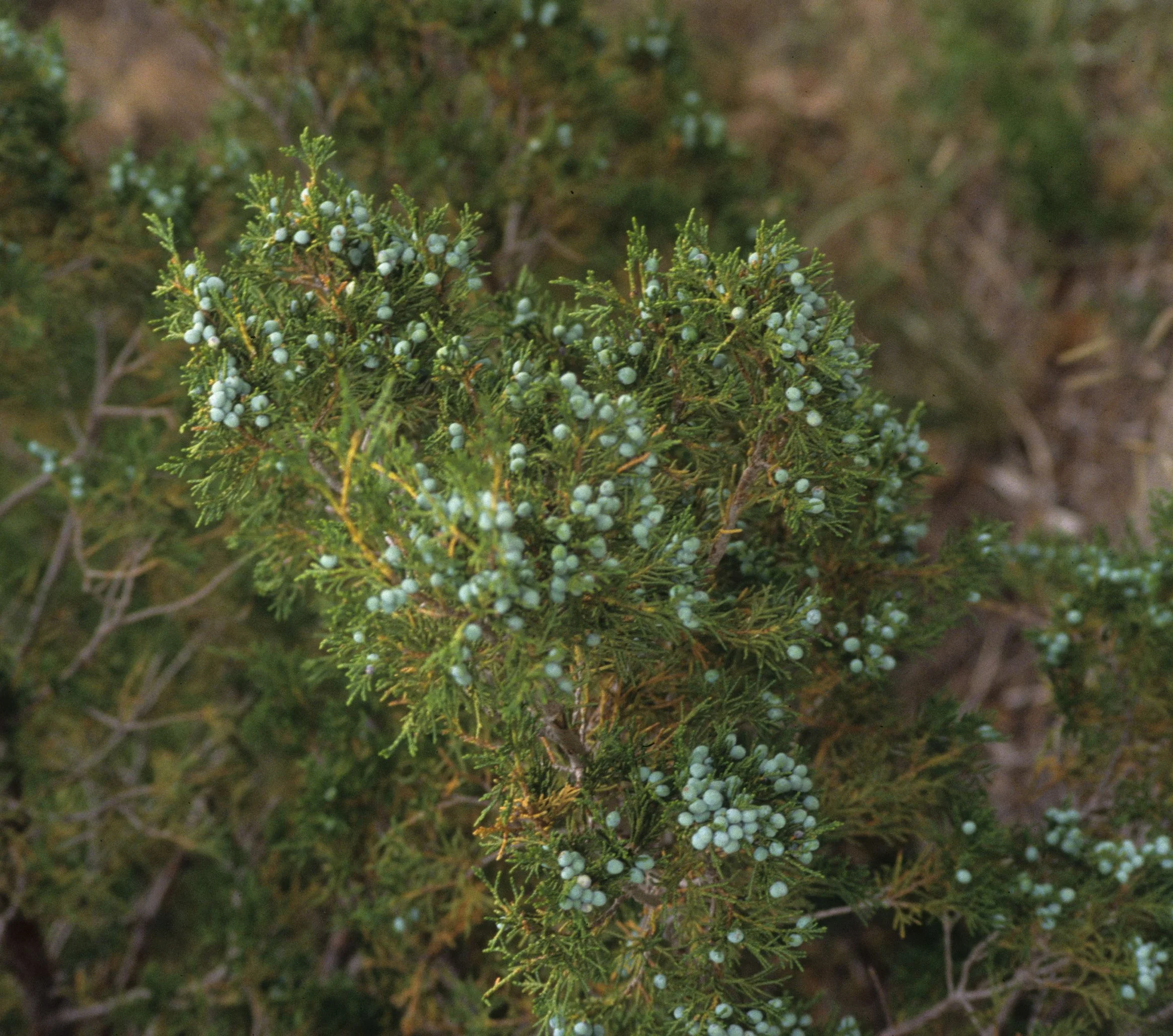 GREAT PLAINS - JUNIPERUS SPECIES - CHIMNEY ROCK NM NEBRASKA.jpg