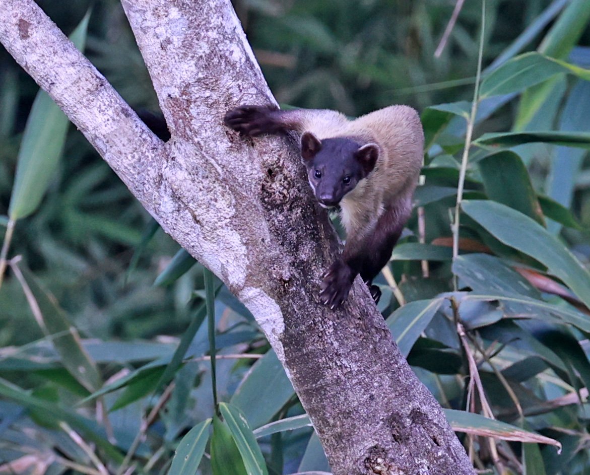 Yellow-throated Marten (Martes flavigula) Kaeng Krachan National Park Thailand, Jan 2025 (203).jpg