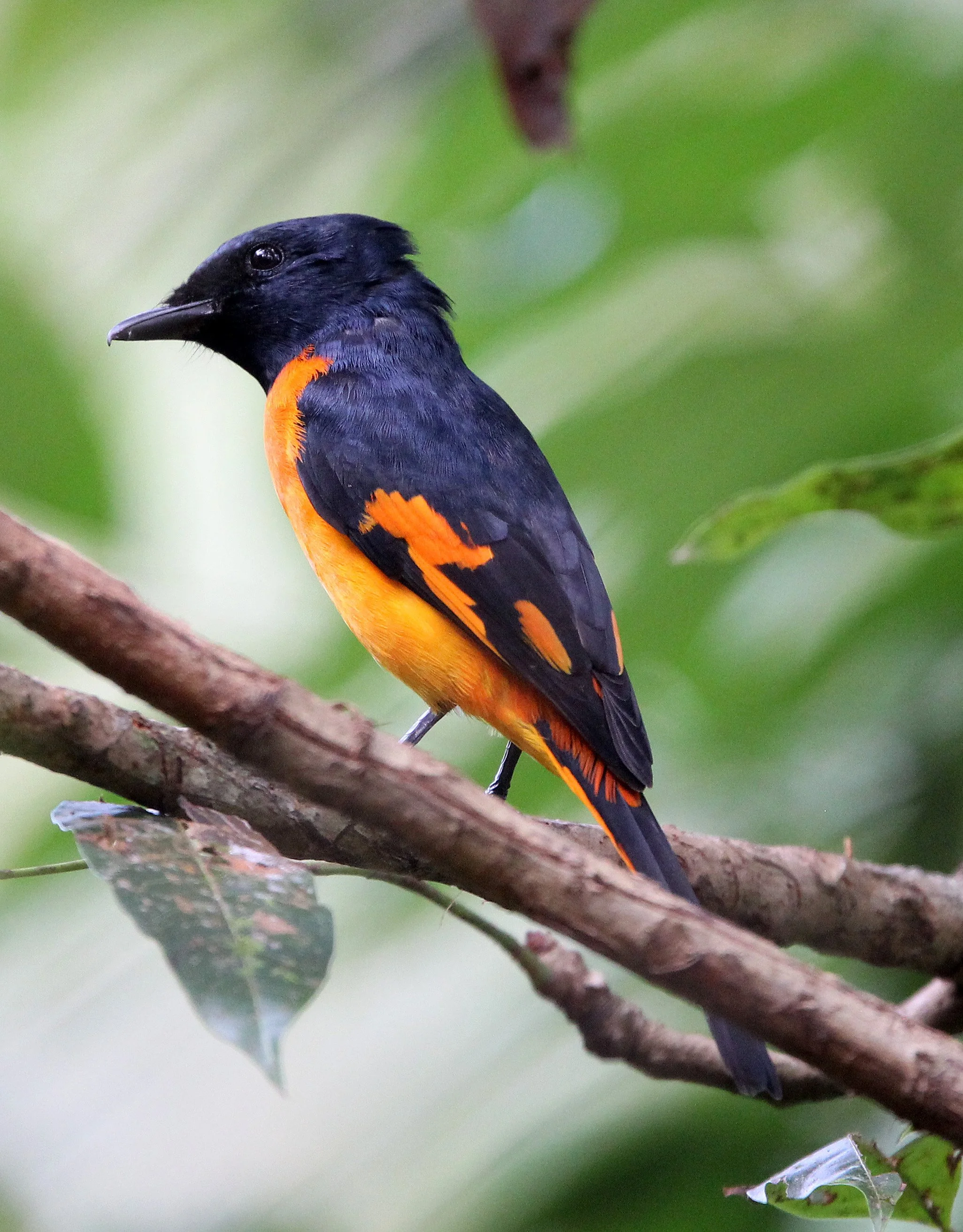 Orange Minivet (Pericrocotus flammeus) Kitulgala National Forest Reserve, Sri Lanka (8).JPG