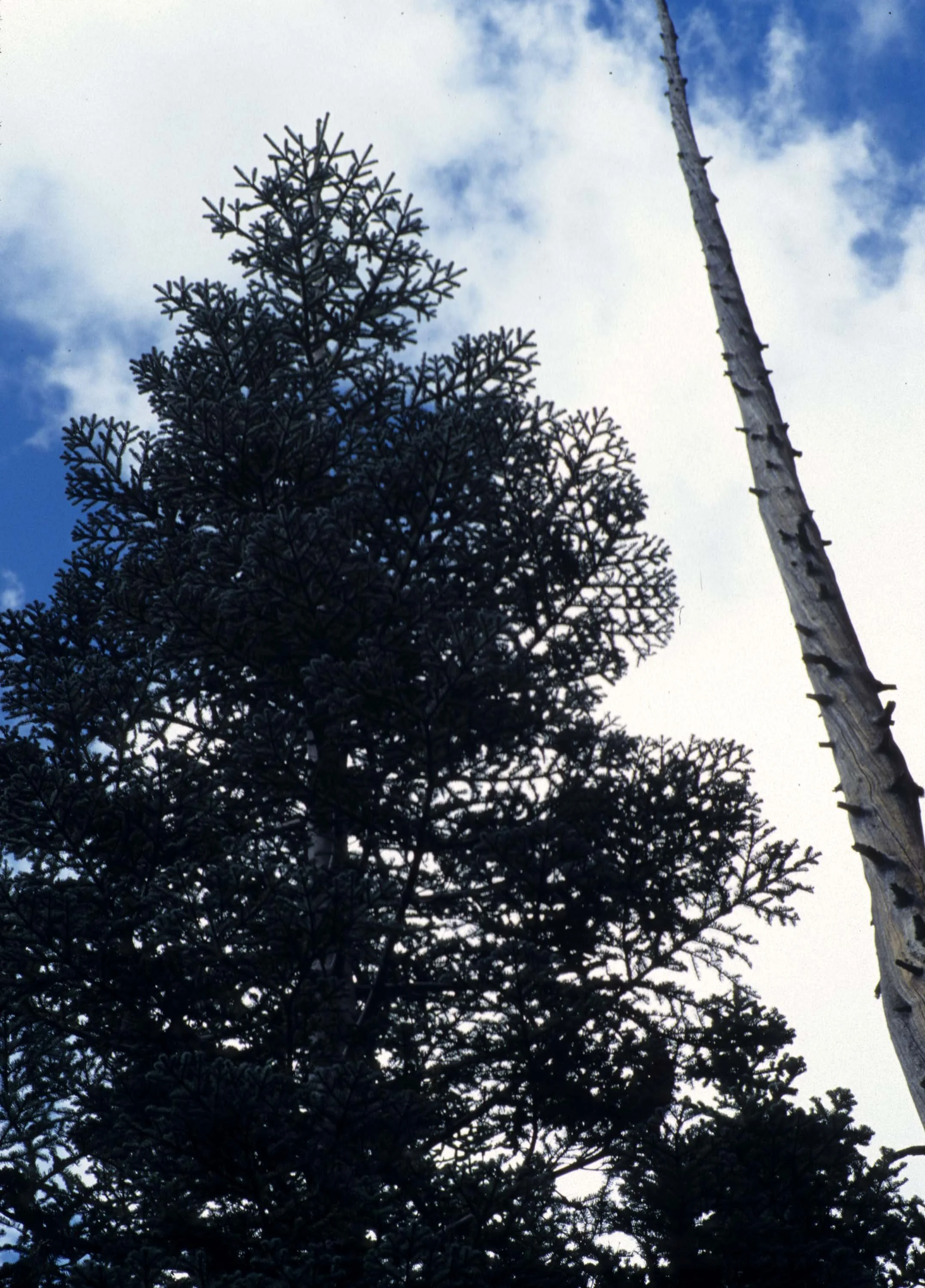 CALIFORNIA - SIERRA - PLANT SPECIES A (5).jpg