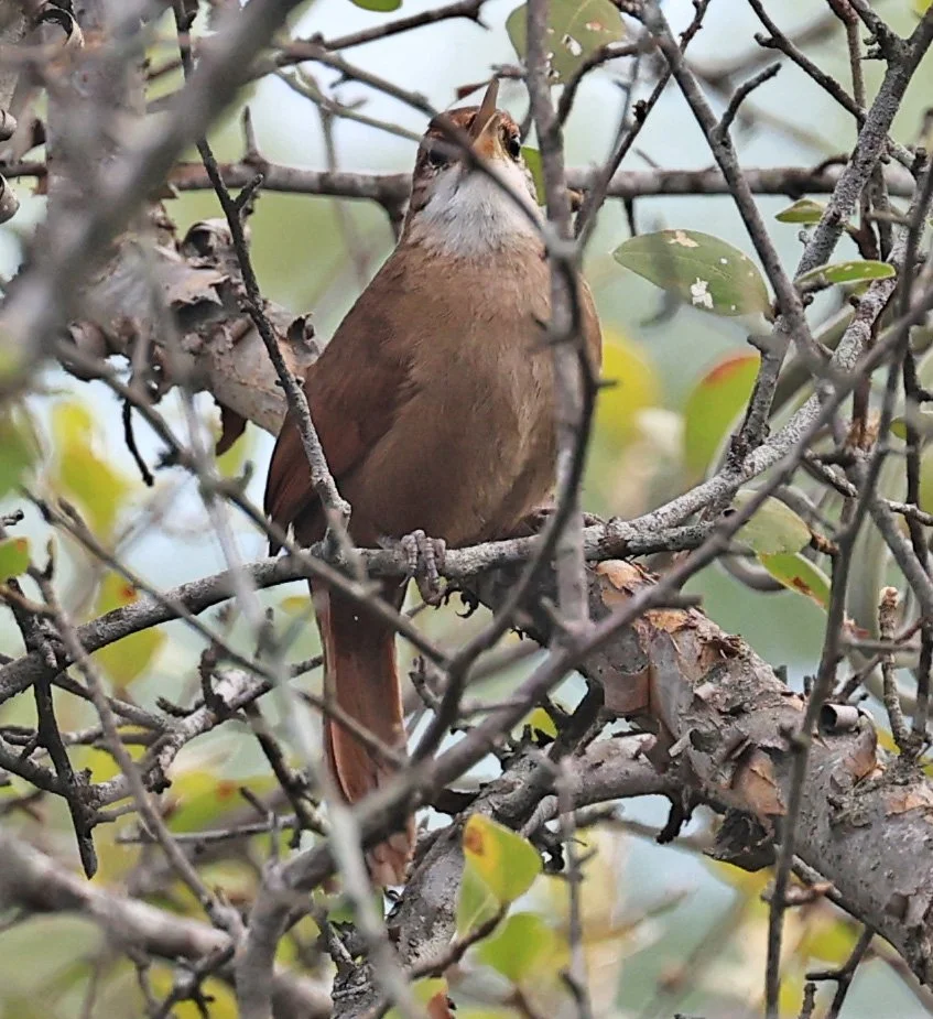 Chaco earthcreeper (Tarphonomus certhioides) Chaco Lodge & Laguna Salada Paraguay.jpg