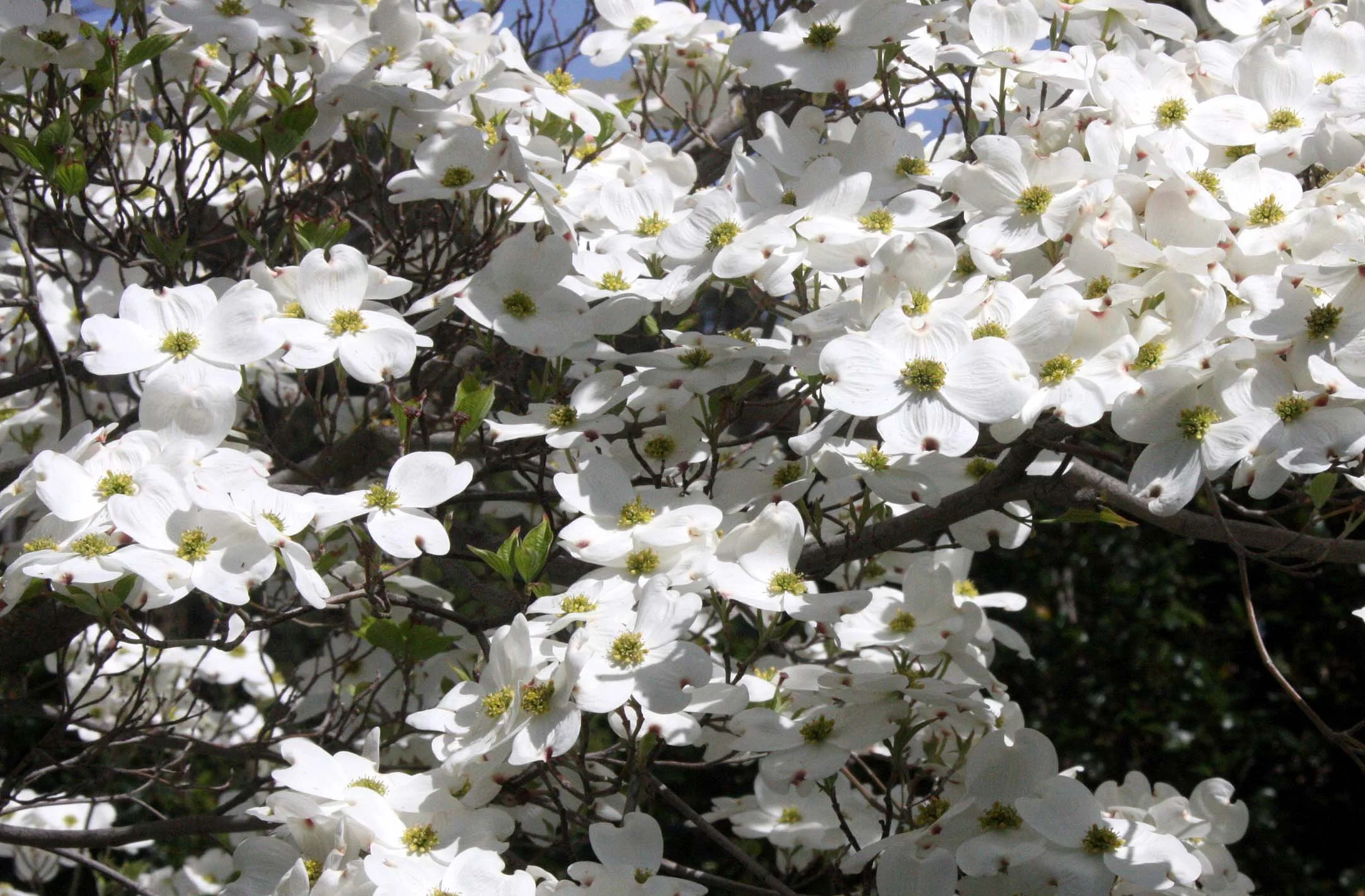2010-4-9 SACRAMENTO CALIFORNIA - CAPITAL BUILDING (3).JPG