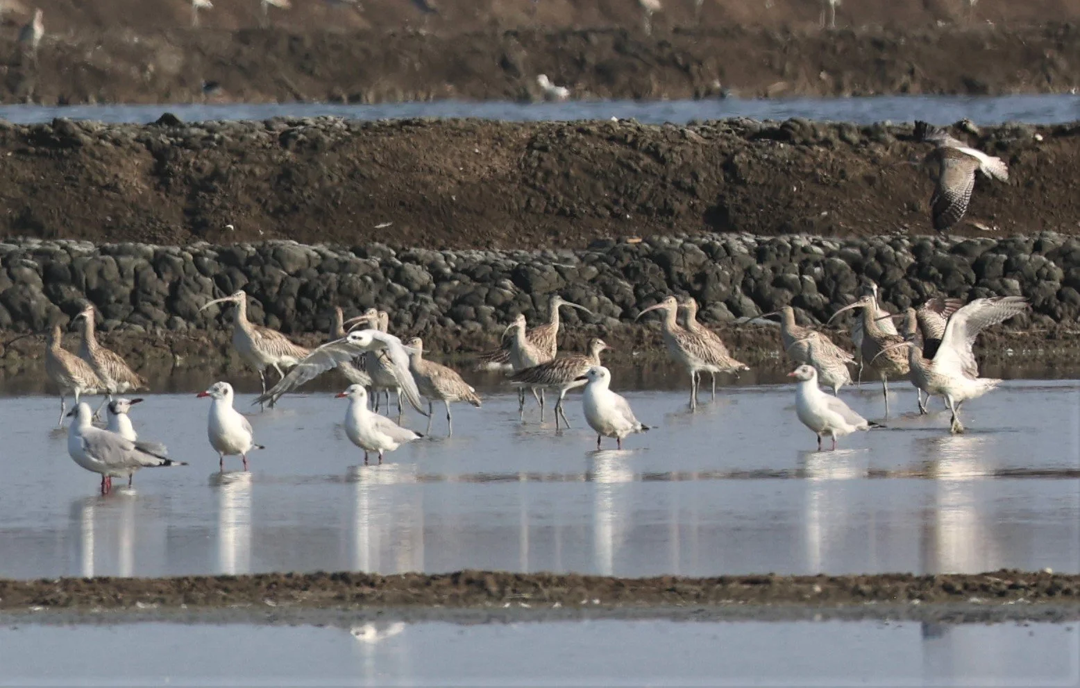 CURLEW - EURASIAN CURLEW - Numenius arquata - GULL-BILLED TERN, BROWN HEADED GULL - PAK THALE 16 & 19 OCT (3).jpg