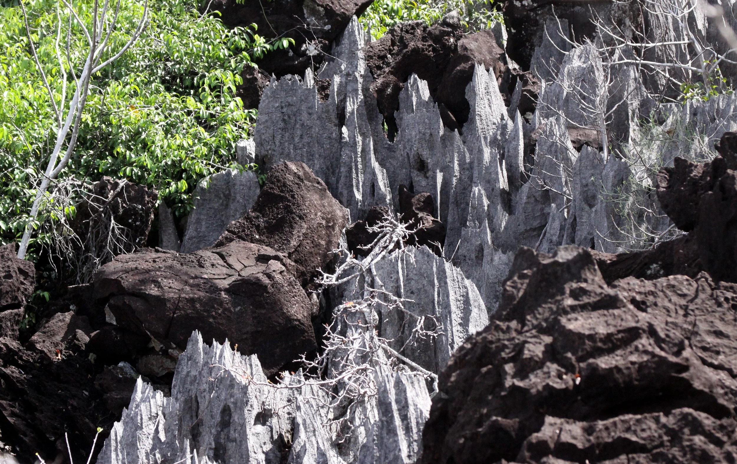 ANKARANA NATIONAL PARK MADAGASCAR - TSINGY FOREST (20).JPG