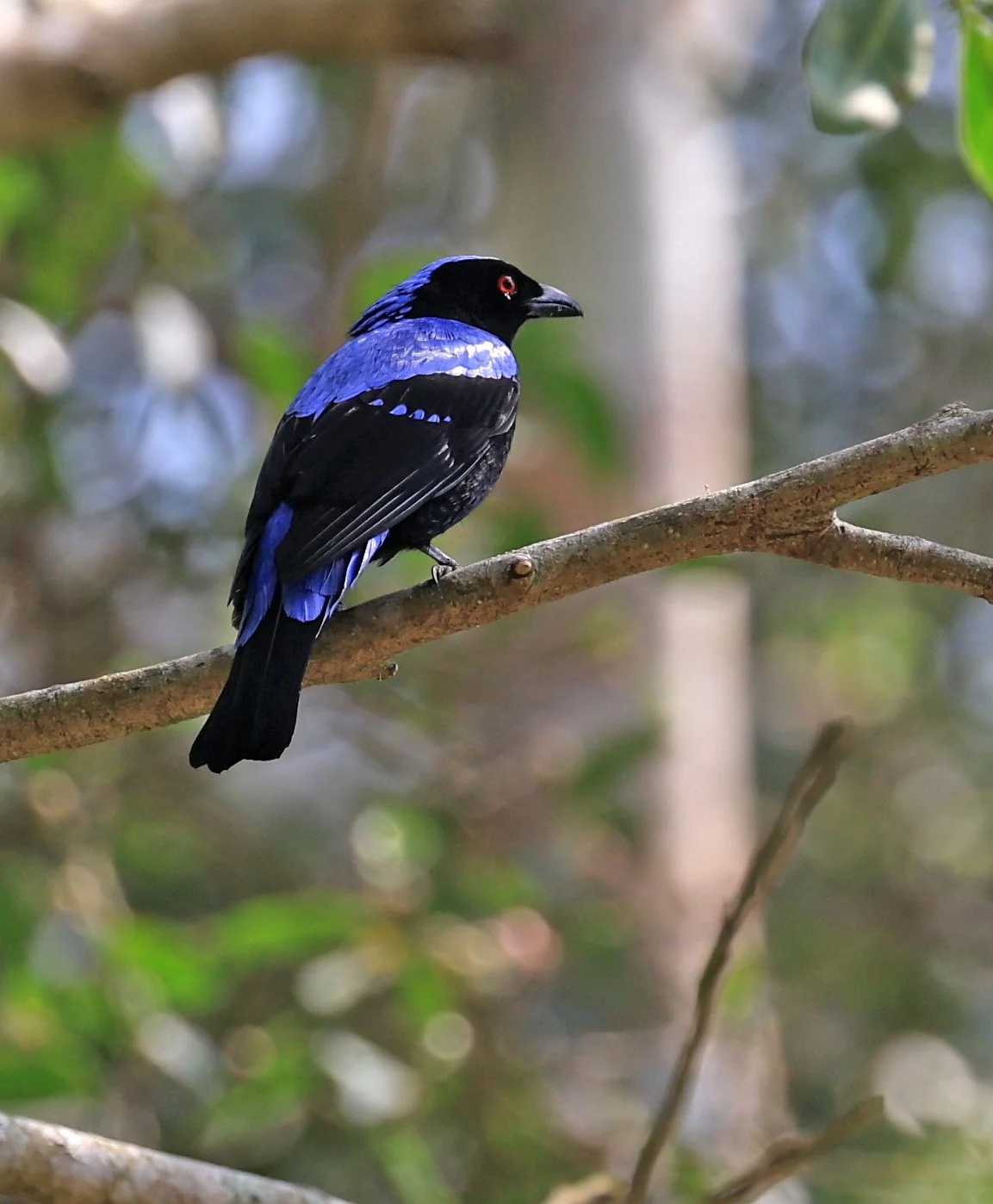 Asian Fairy-bluebird (Irena puella) Khao Yai National Park Feb 2026 Day 2 (8).jpg