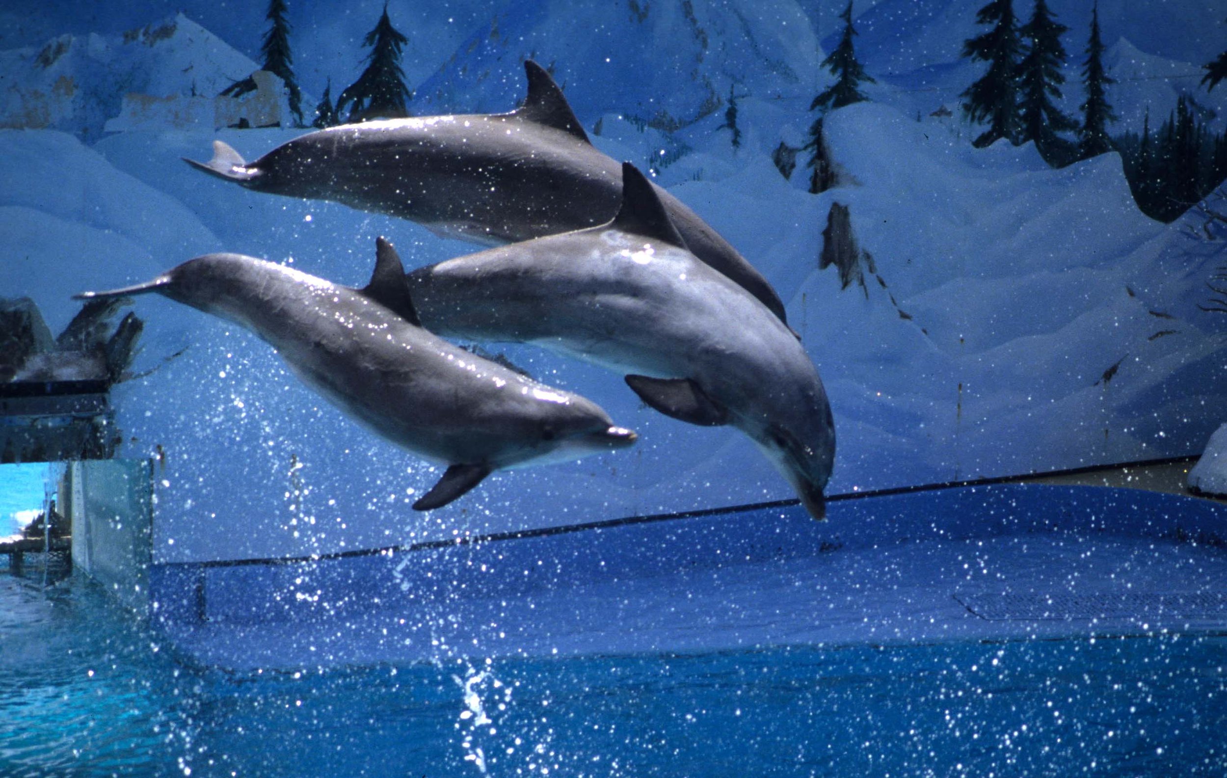 Tursiops truncatus - COMMON BOTTLENOSE DOLPHINS AT VALLEJO.jpg