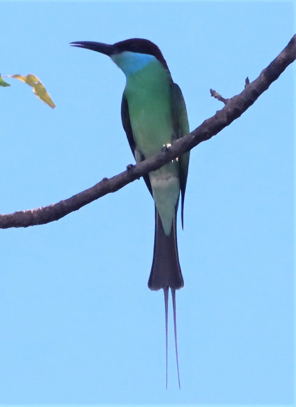 BEE-EATER - BLUE-THROATED BEE-EATER - Merops viridis - Khao Mai Kaeo, Bang Lamung District, Chon Buri (5).jpg