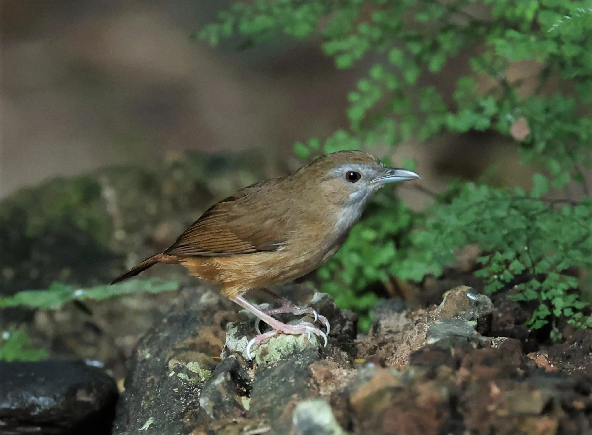 BABBLER - ABBOTT'S BABBLER - Malacocincla abbotti - PETCHABURI PROVINCE - NUY HIDE NEAR KAENG KRACHAN JAN 2022 (15).jpg