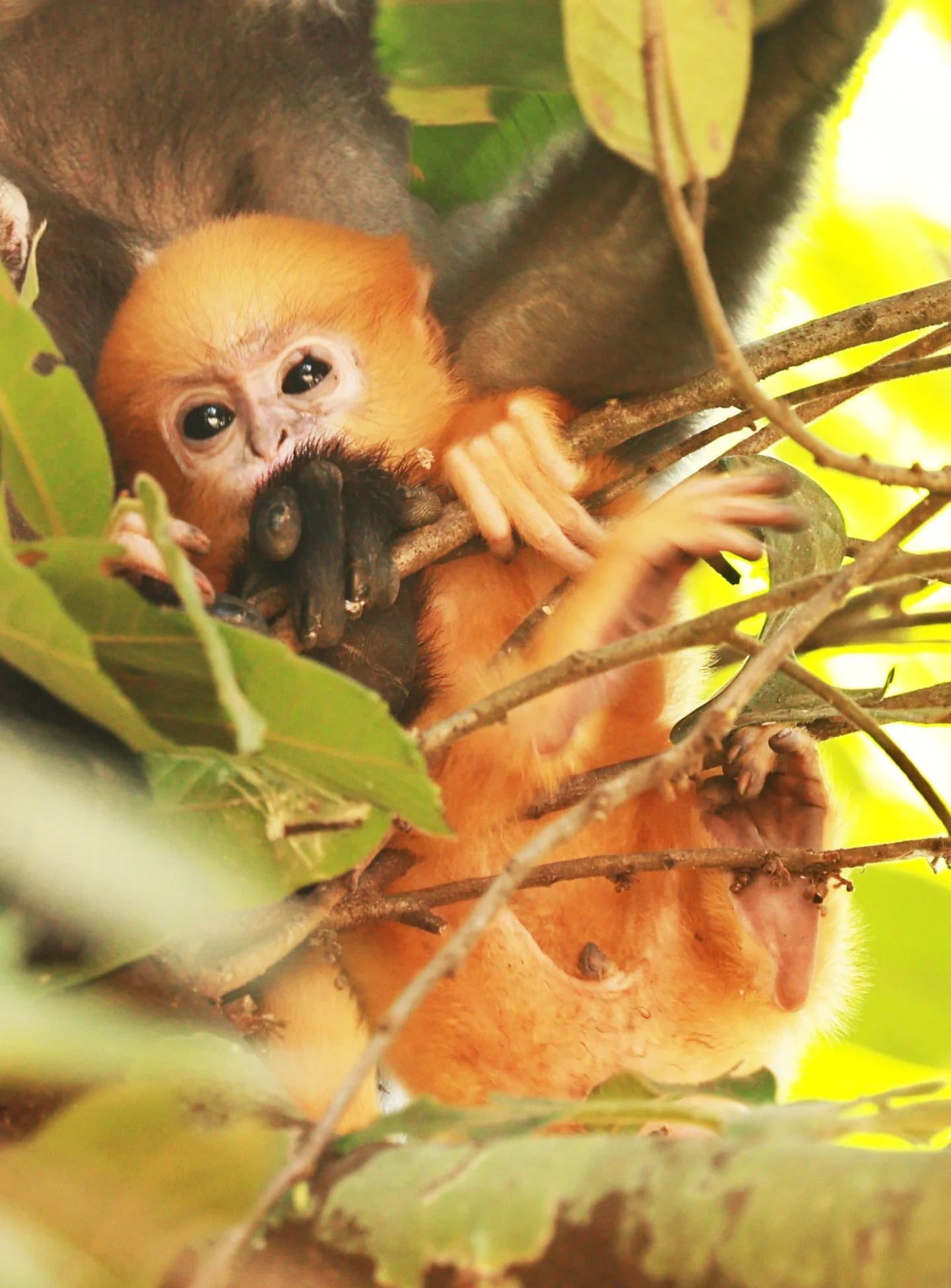Lovely little tangarine