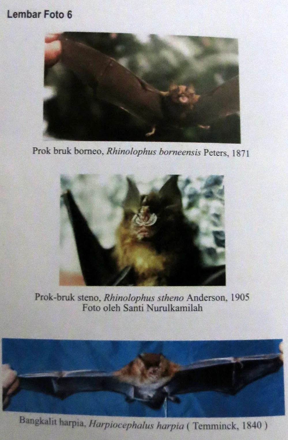 GEDE NATIONAL PARK - JAVA BARAT INDONESIA (49).JPG