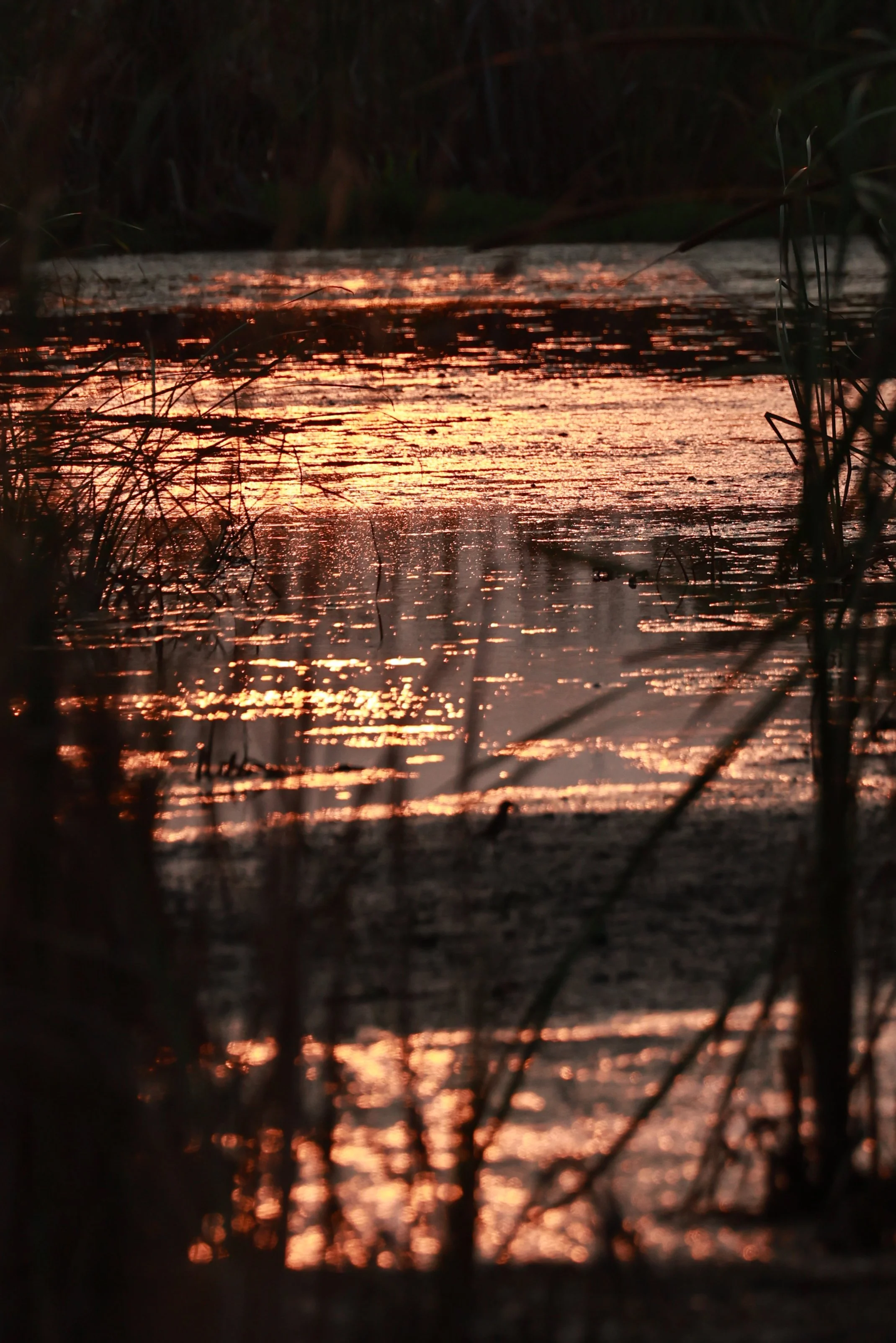 The northwest area, Thung Sam Roi Yot, is a large freshwater marsh and tidal flat covering 37% of the park