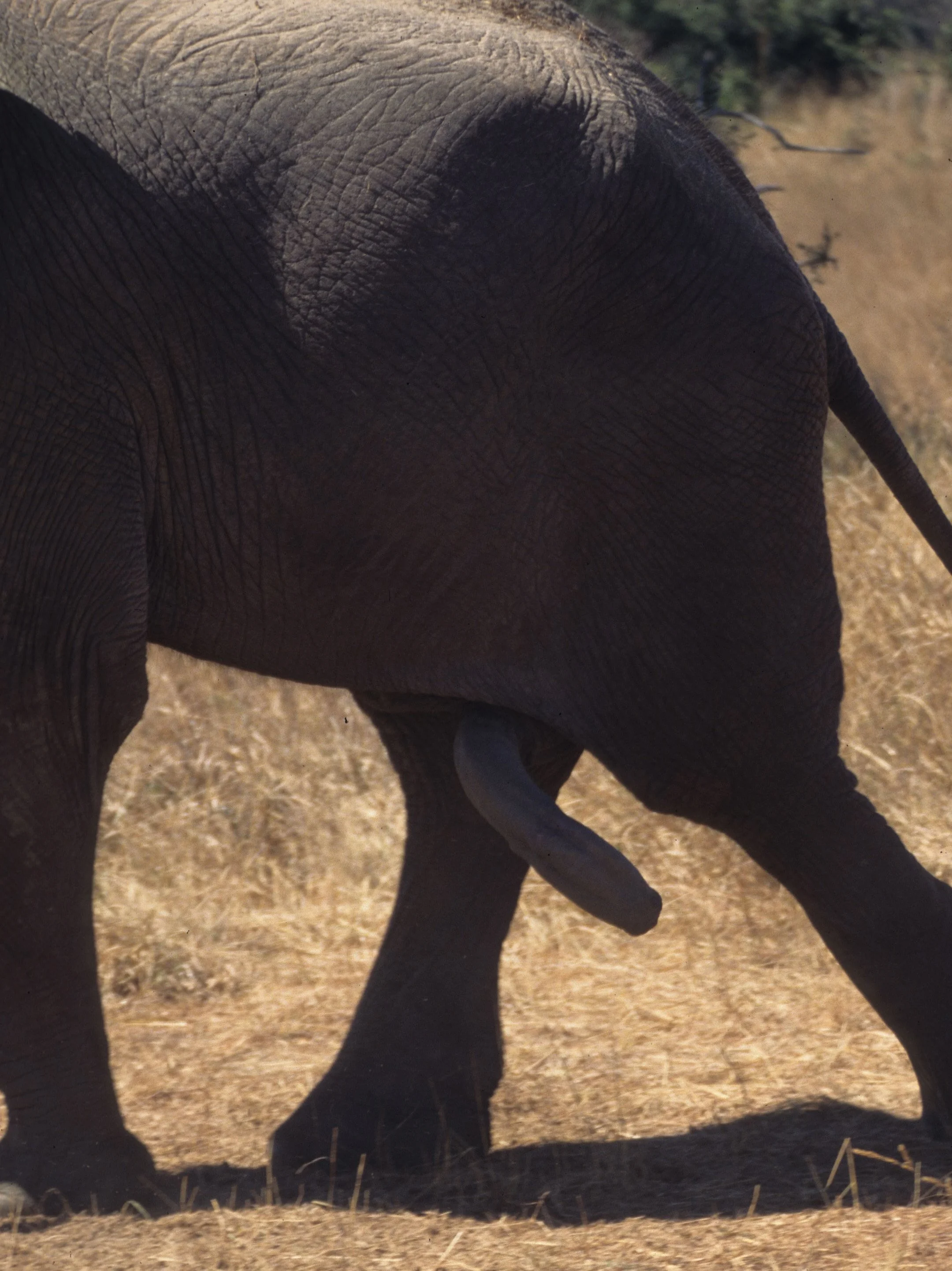 ELEPHANT - ZIMBABWE I.jpg