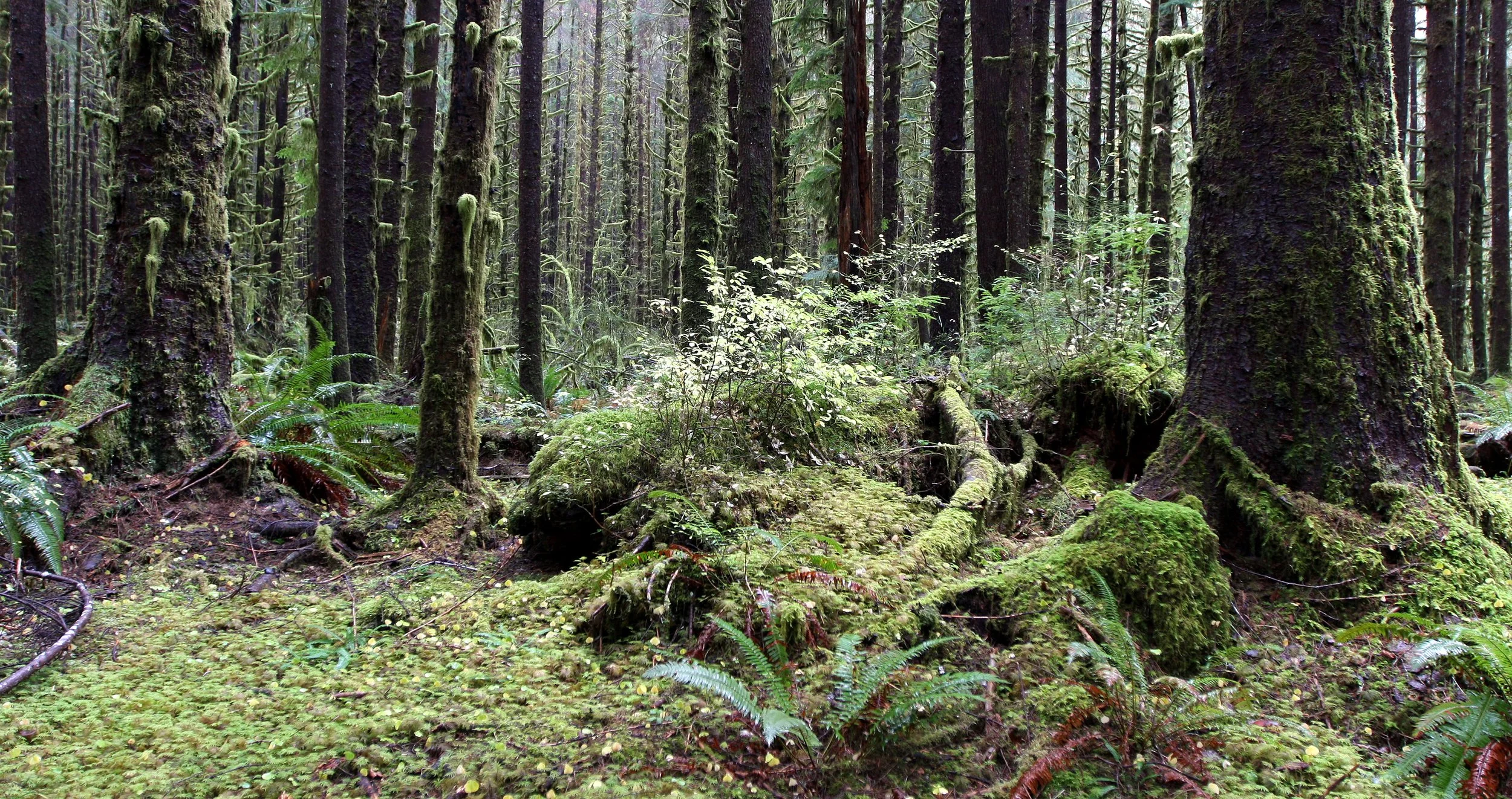 HOH RAINFOREST WA (3).JPG