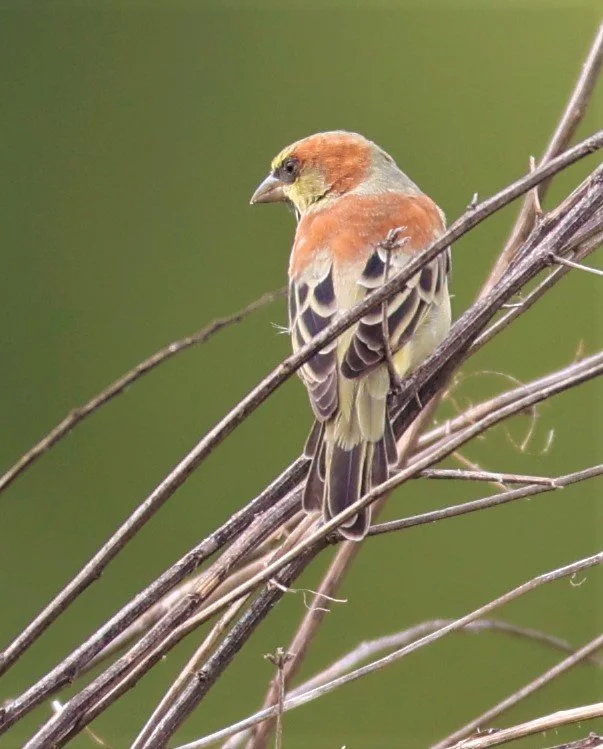 Plain-backed Sparrow (Passer flaveolus) Khlong Tamru Thailand (16).jpg