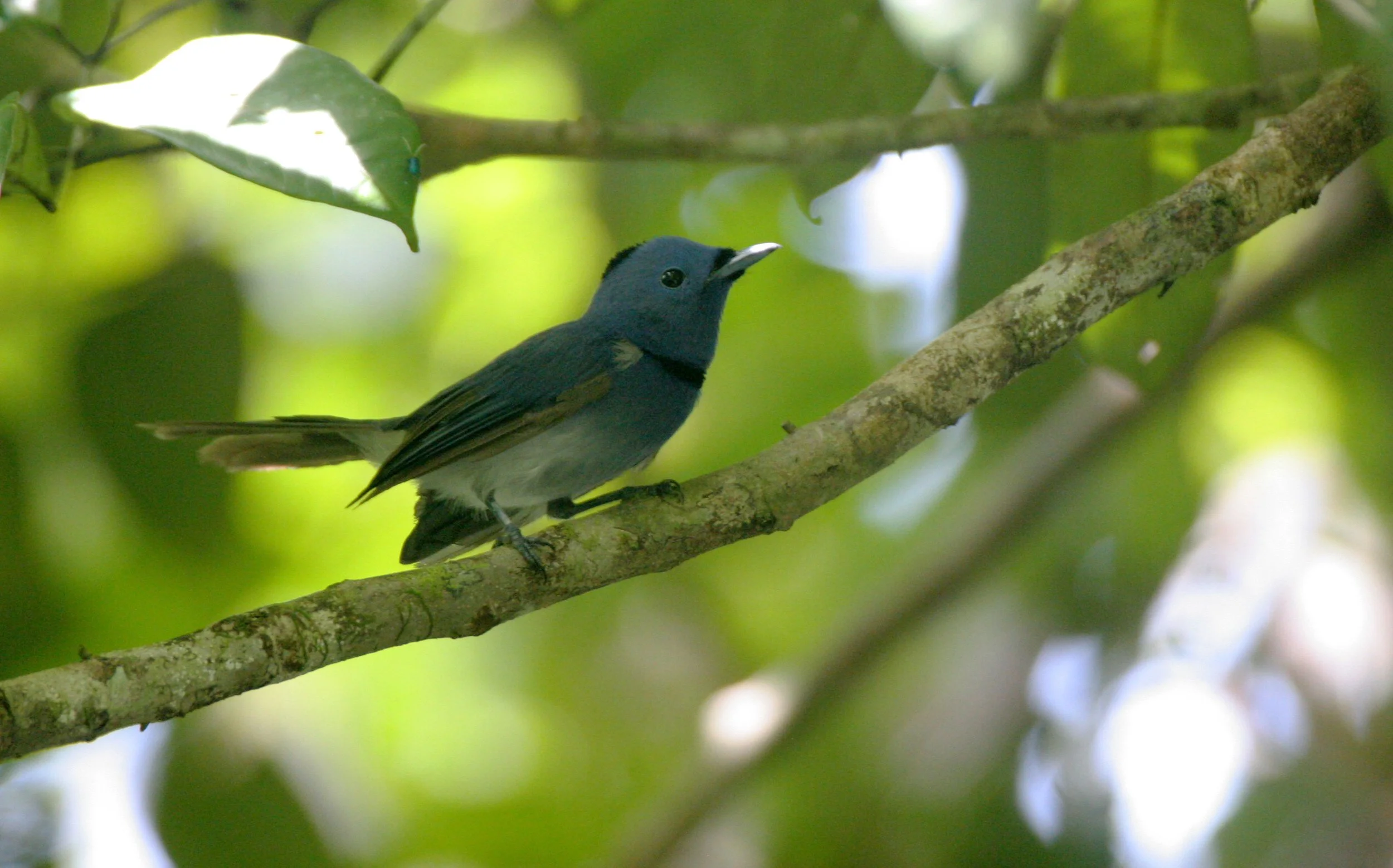 BIRD - MONARCH - BLACK-NAPED MONARCH - TABIN WILDLIFE RESERVE BORNEO.JPG