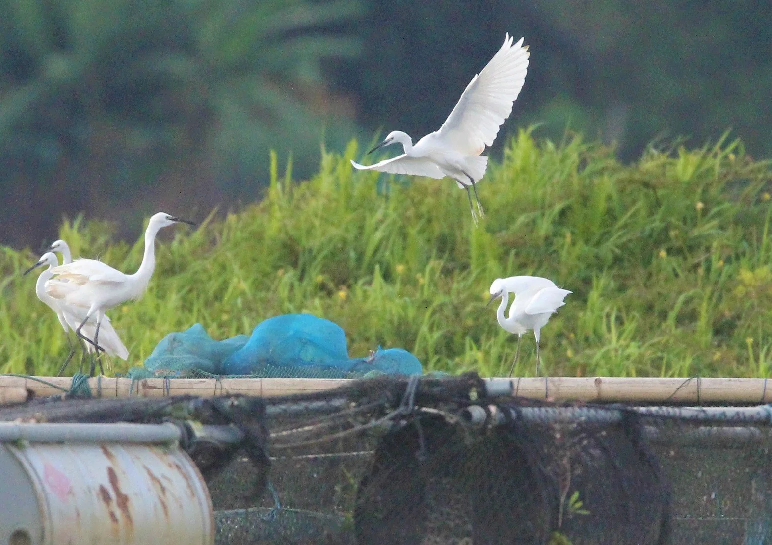 EGRET - LITTLE EGRET- Egretta garzetta - KANCHANABURI PROVINCE NEAR THREE PAGODAS.jpg