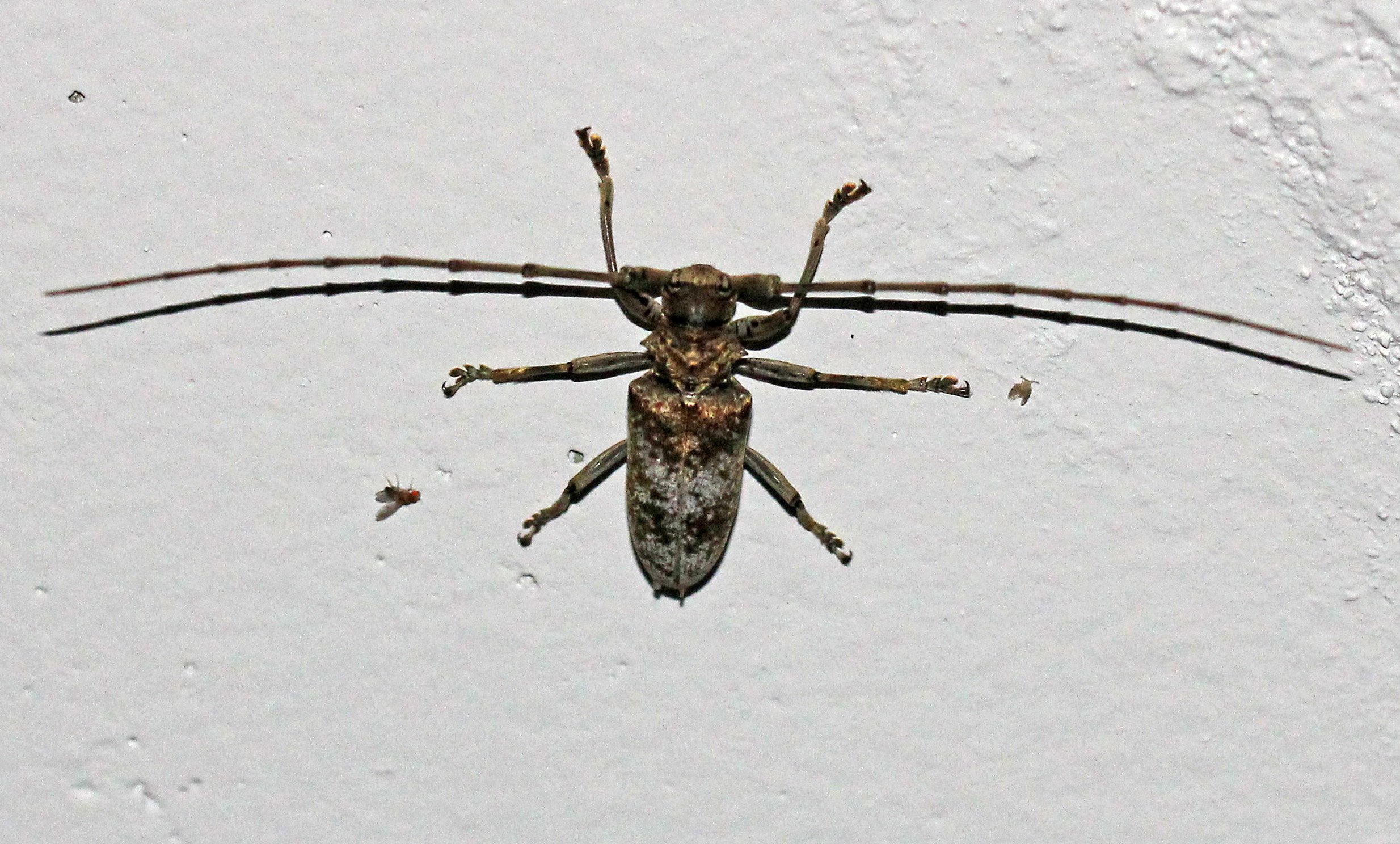 Lamiinae - Species 2 Unidentified - Koh Lanta, Thailand 