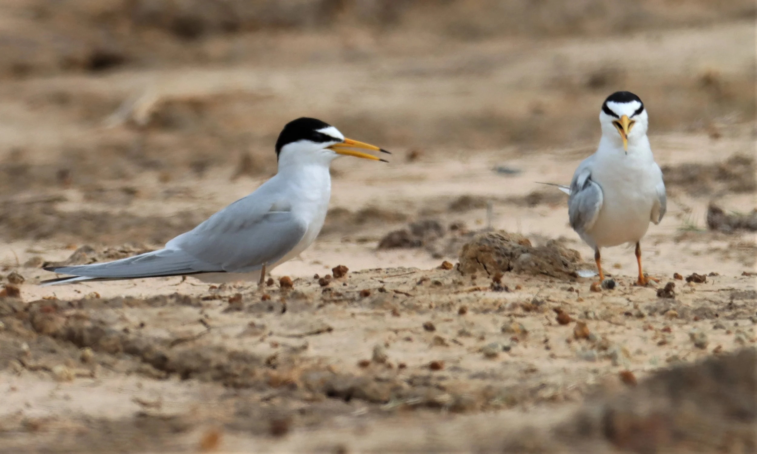 TERN - LITTLE TERN - Sterna albifrons - KHAO SAM ROI YOD NP (20).jpg