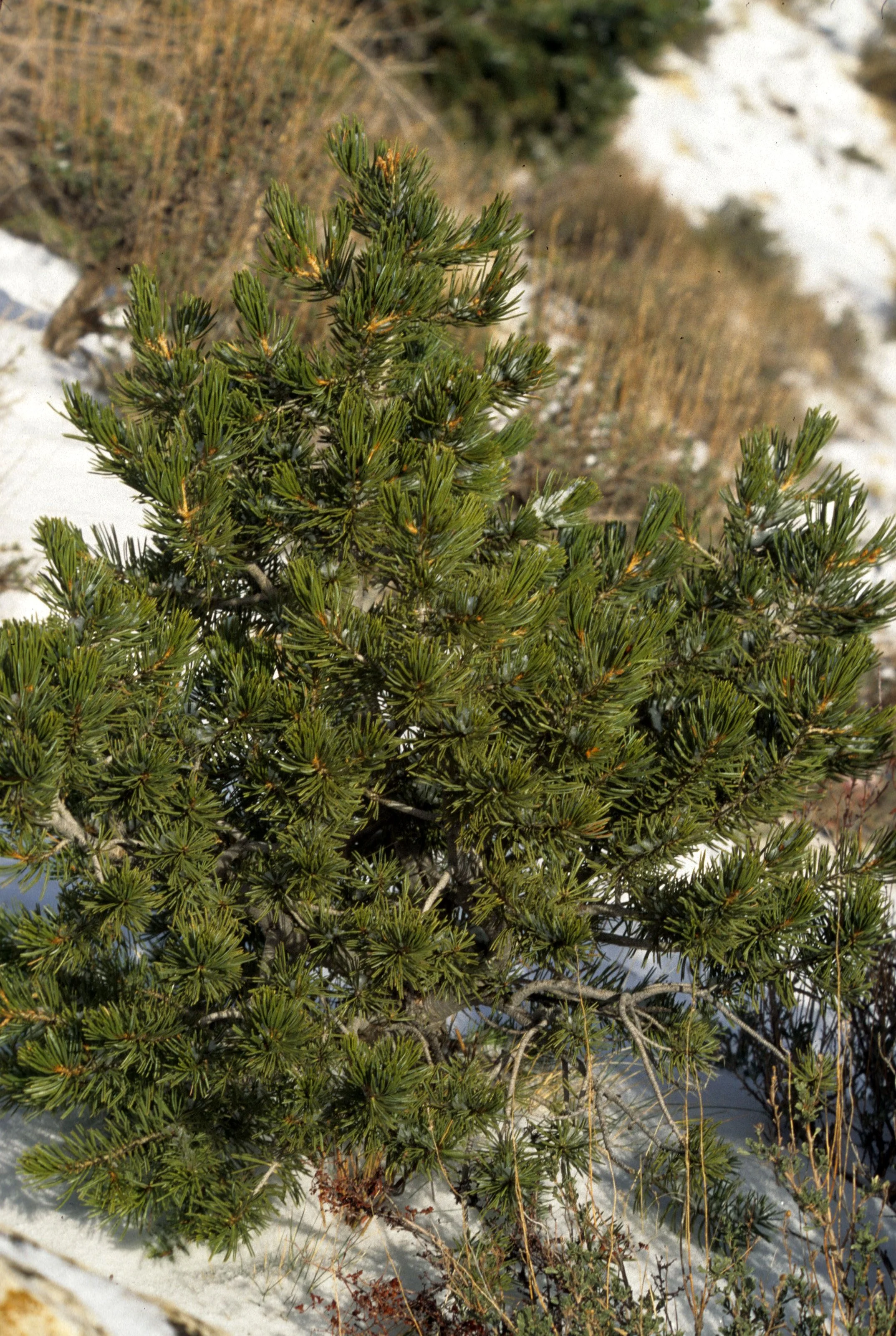 UTAH - CANYONLANDS - PINUS MONOPHYLLA.jpg