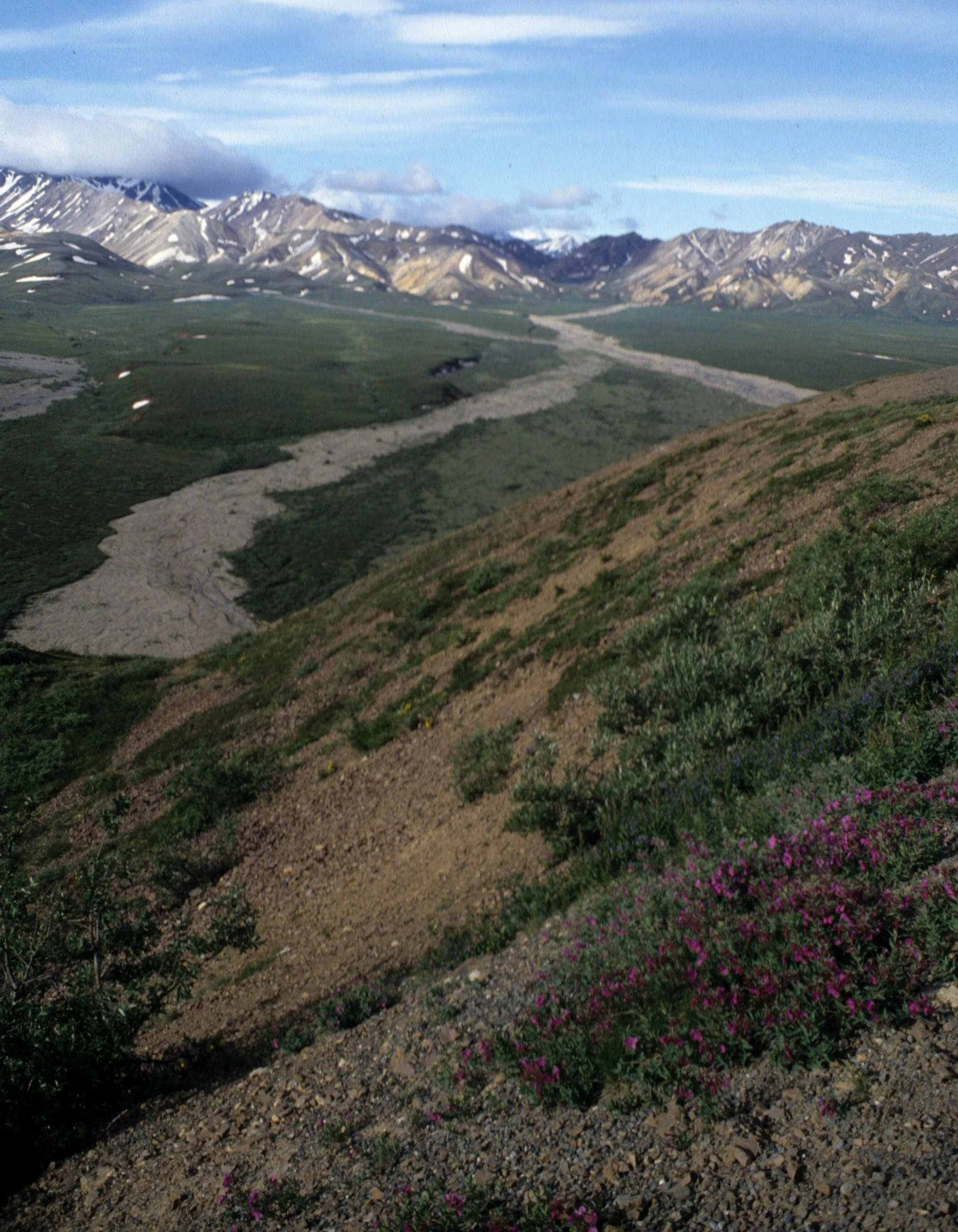 ALASKA - DENALI - GLACIER OUTWASH AND DWARF FIREWEED.jpg