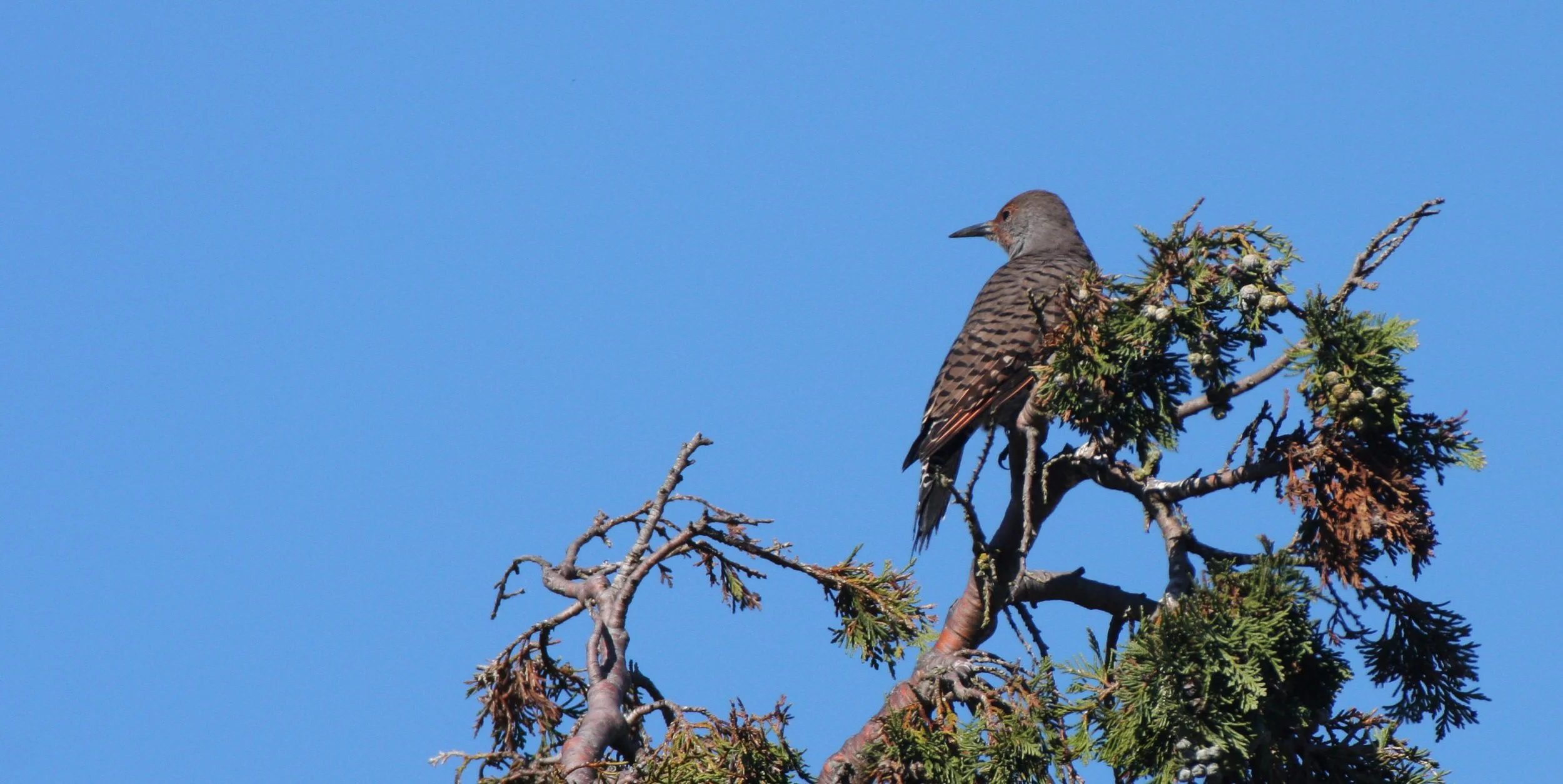 BIRD - WOODPECKER - FLICKER - NORTHERN FLICKER.JPG