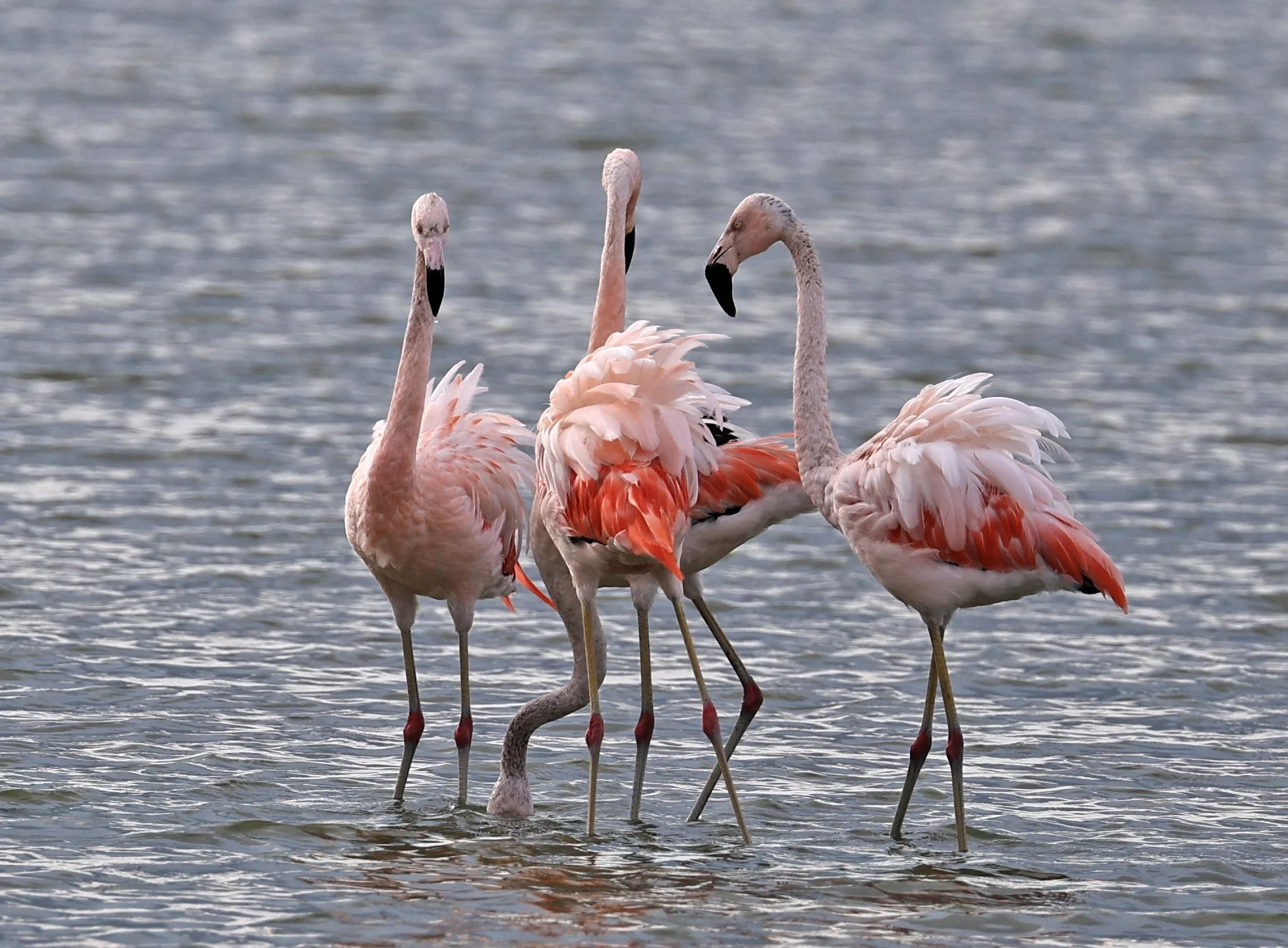 Chilean Flamingo (Phoenicopterus chilensis) Chaco Lodge & Laguna Salada Paraguay (29).jpg