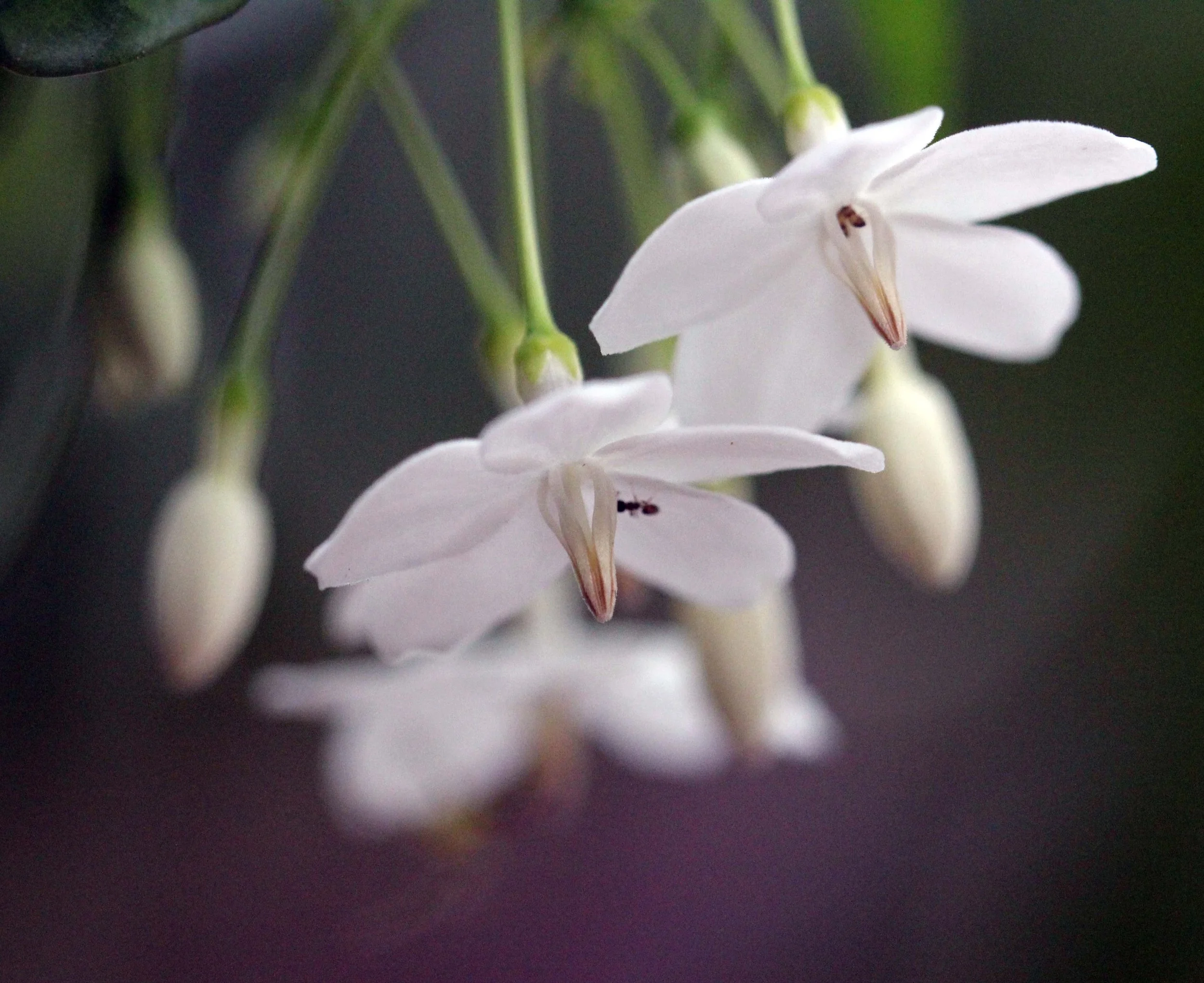 2013 in Nakhonsithammarat and some Krabi with Family (85).JPG