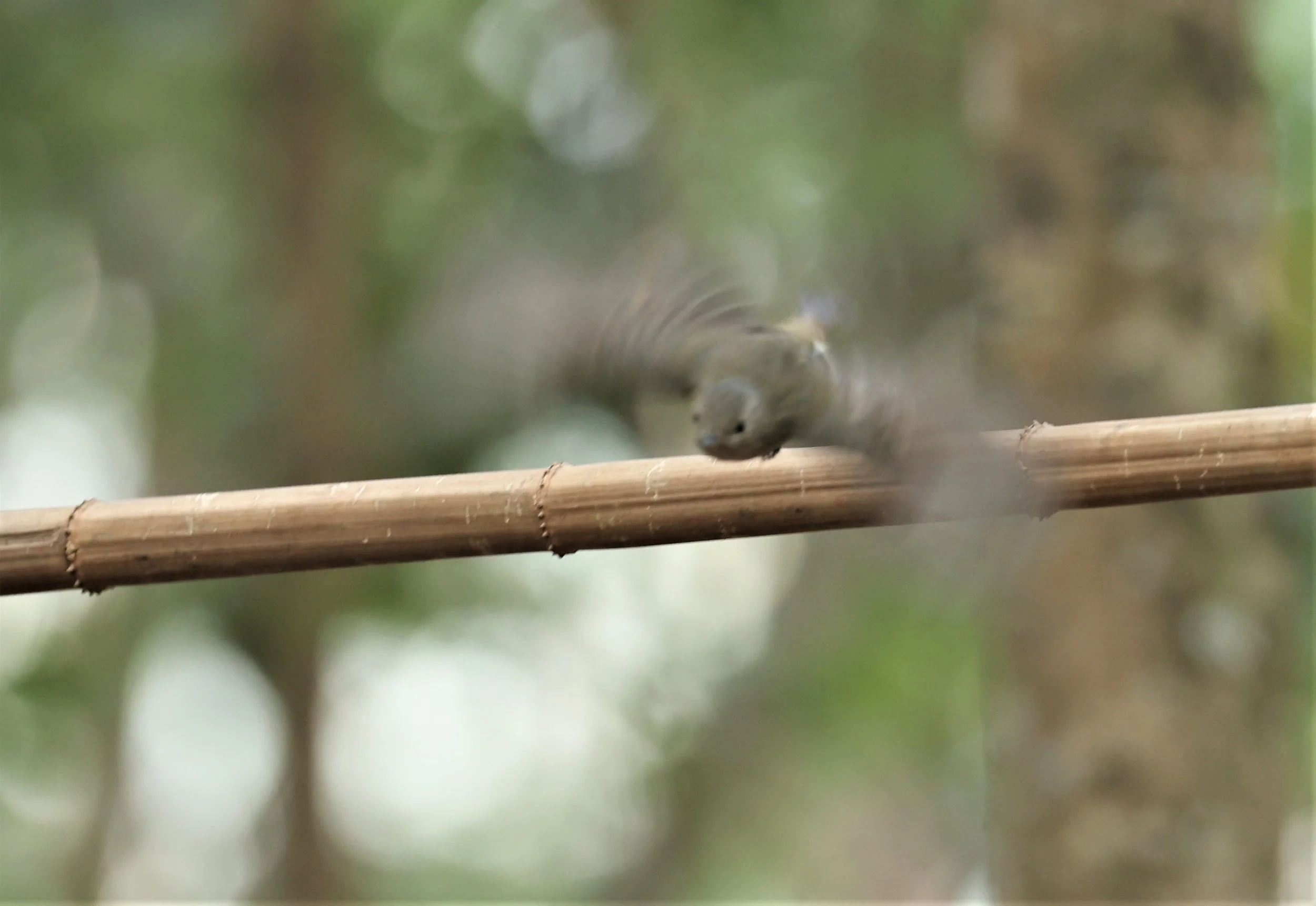 FLYCATCHER - SLATY-BACKED FLYCATCHER - Ficedula erithacus - DOI ANG KHANG CHIANG MAI FEB 2022 (4).jpg