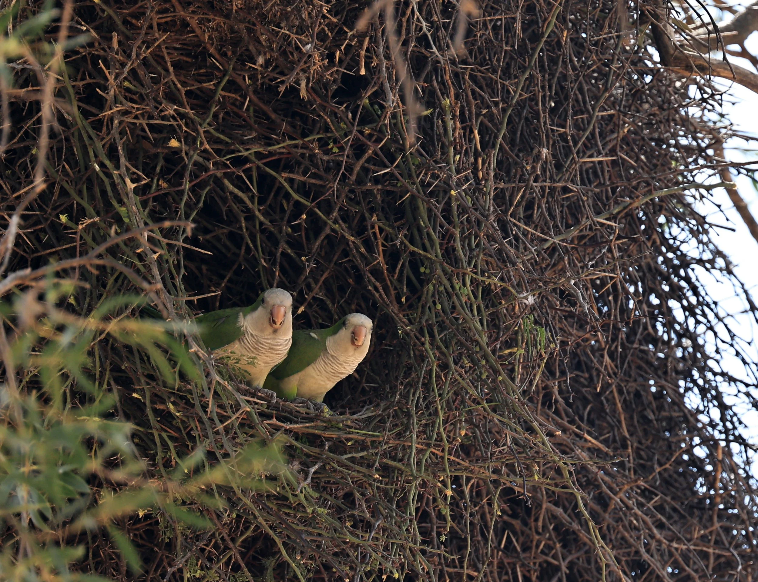 Monk Parakeet (Myiopsitta monachus) Fortin Toledo Paraguay (5).jpg