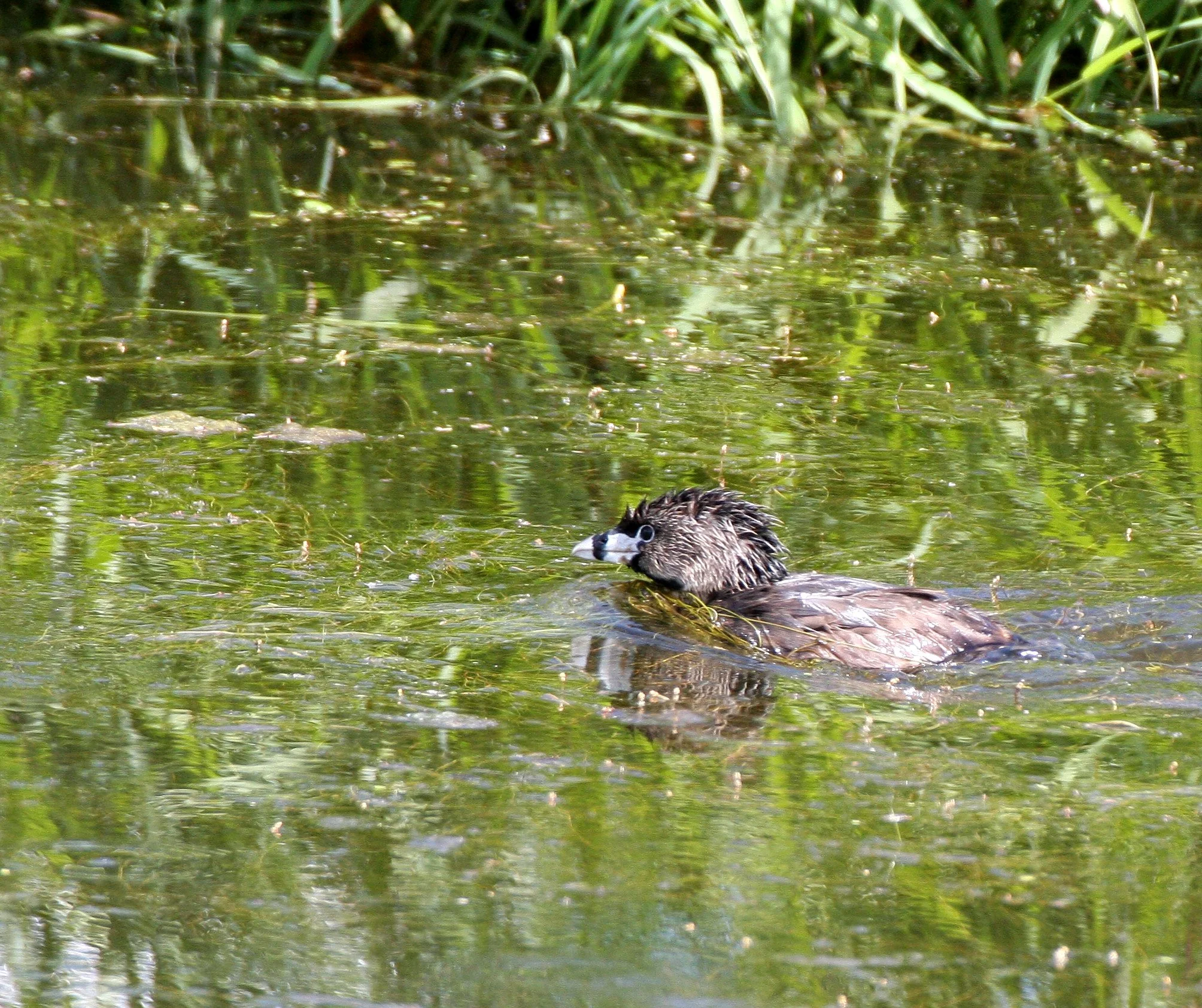 Pied-billed Grebe (Podilymbus podiceps) Ridgefield NWR Washington (19).JPG