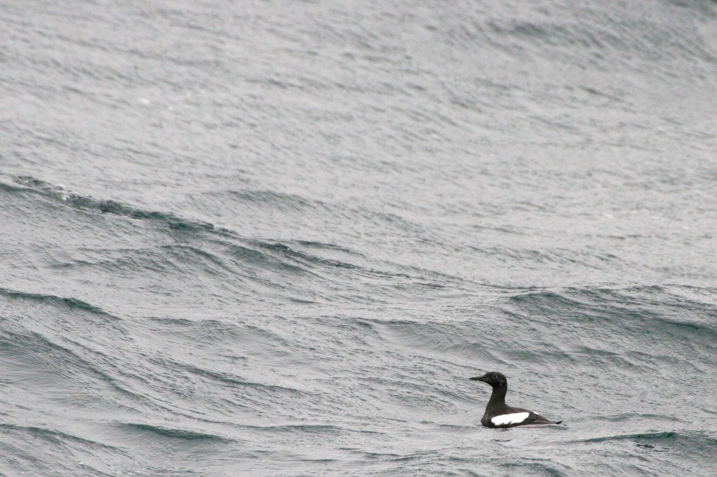 Cepphus grylle mandtii - BLACK GUILLEMOT - SVALBARD (11).jpg