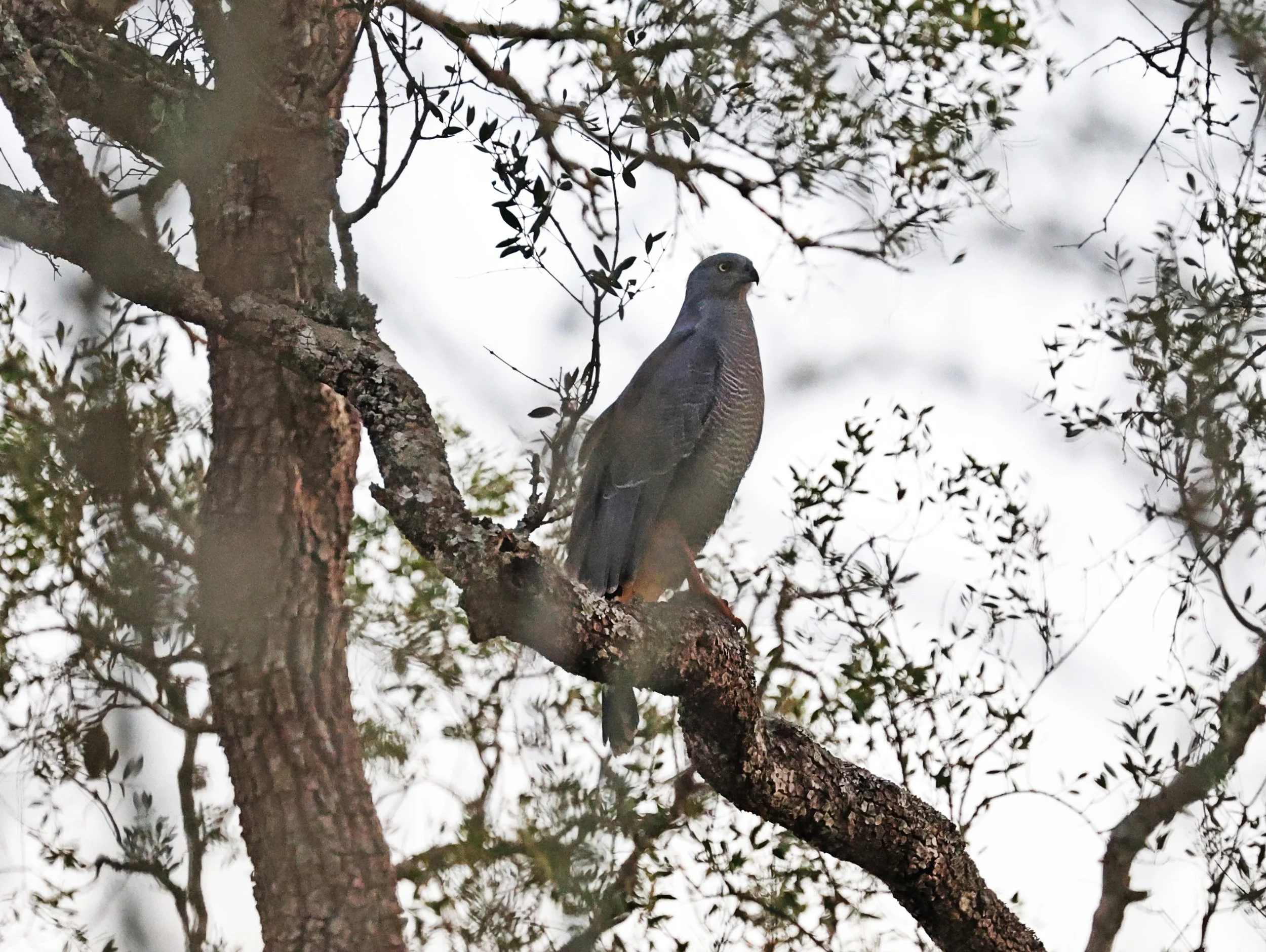 Savanna Hawk (Buteogallus meridionalis) Agua Dulce Paraguay (21).jpg