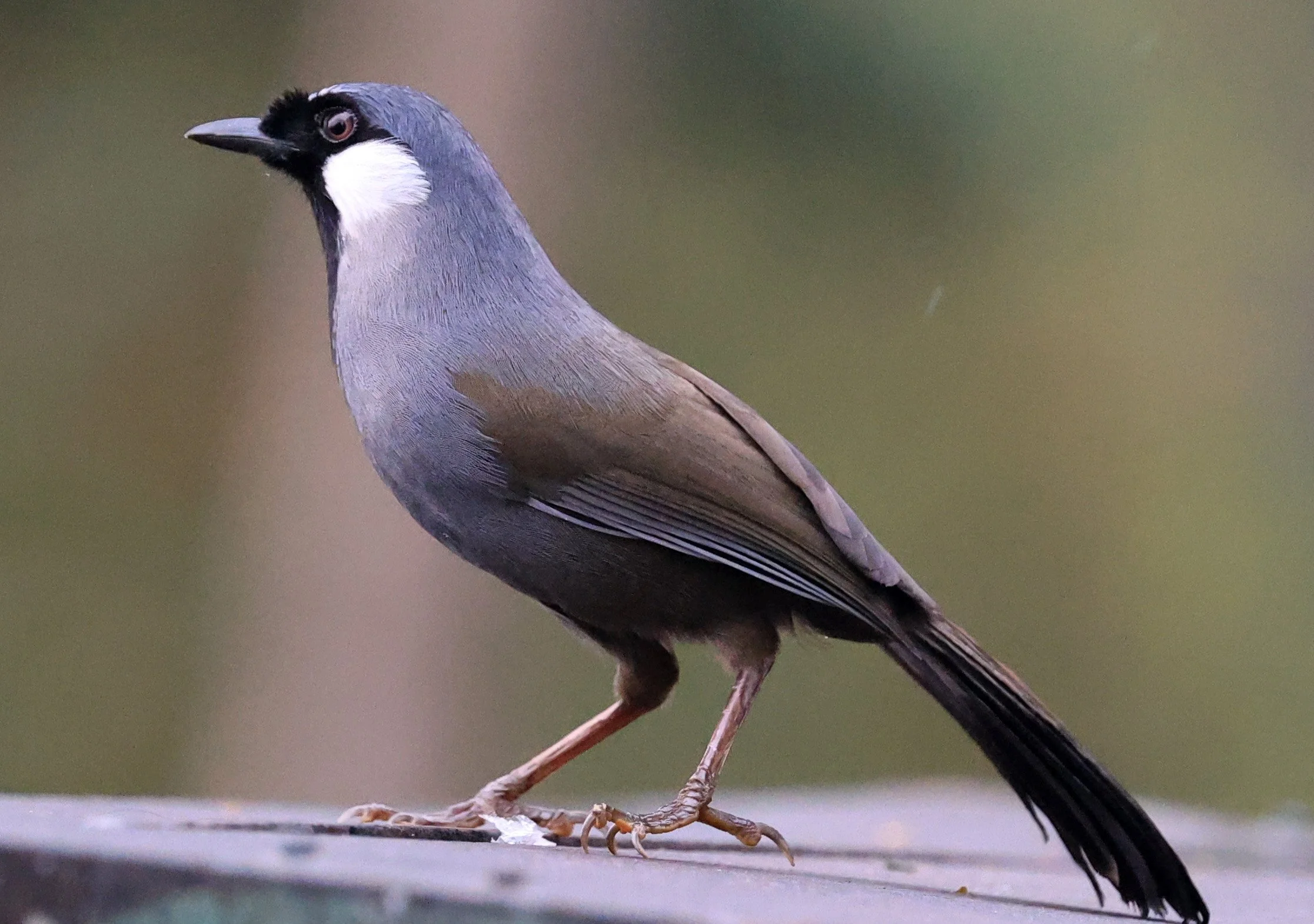 Black-throated Laughingthrush (Pterorhinus chinensis) Khao Yai National Park Feb 2026 Day 2 (23).jpg