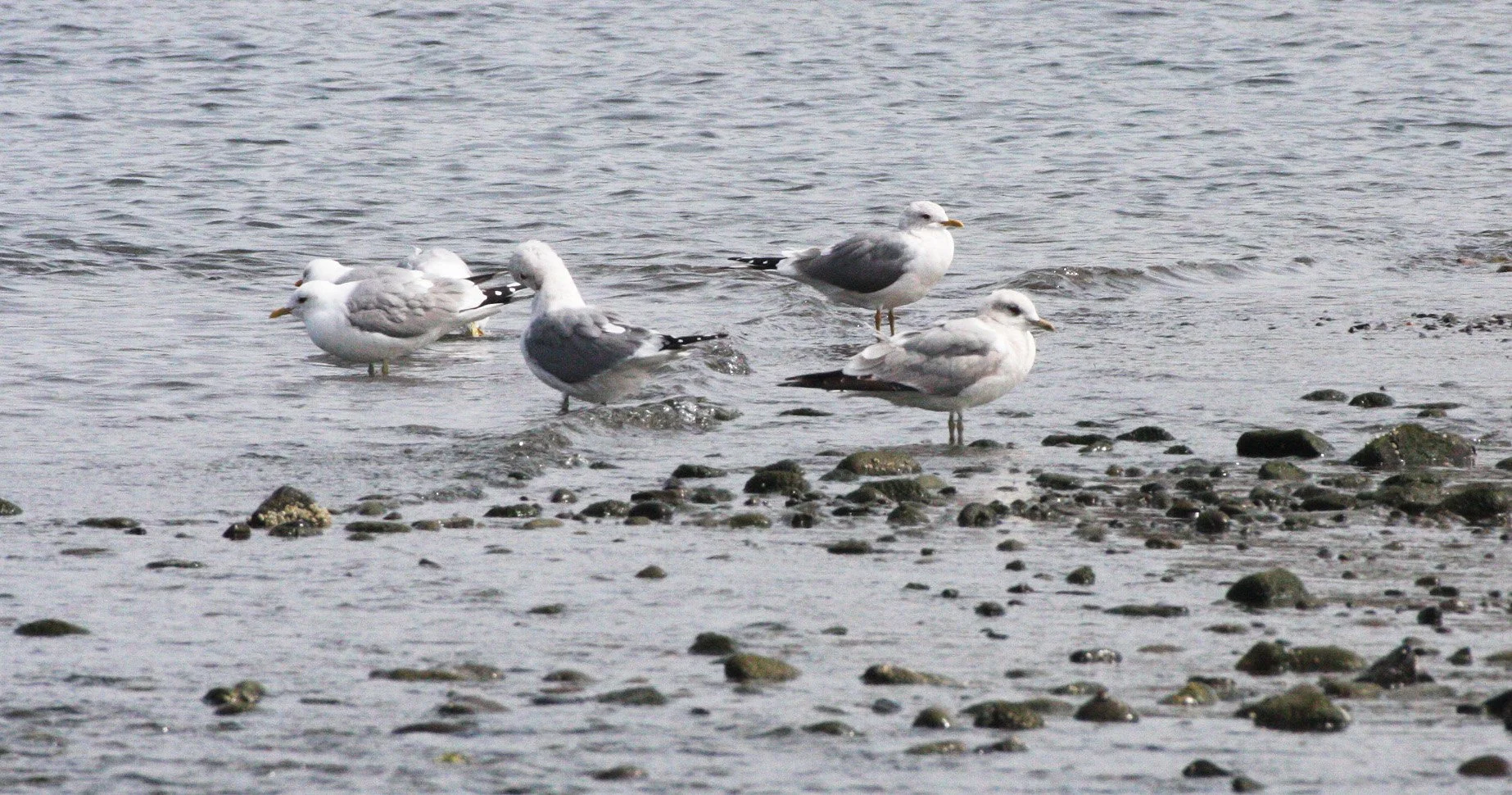 BIRD - GULL - MEW GULL - ELWHA RIVER MOUTH.JPG