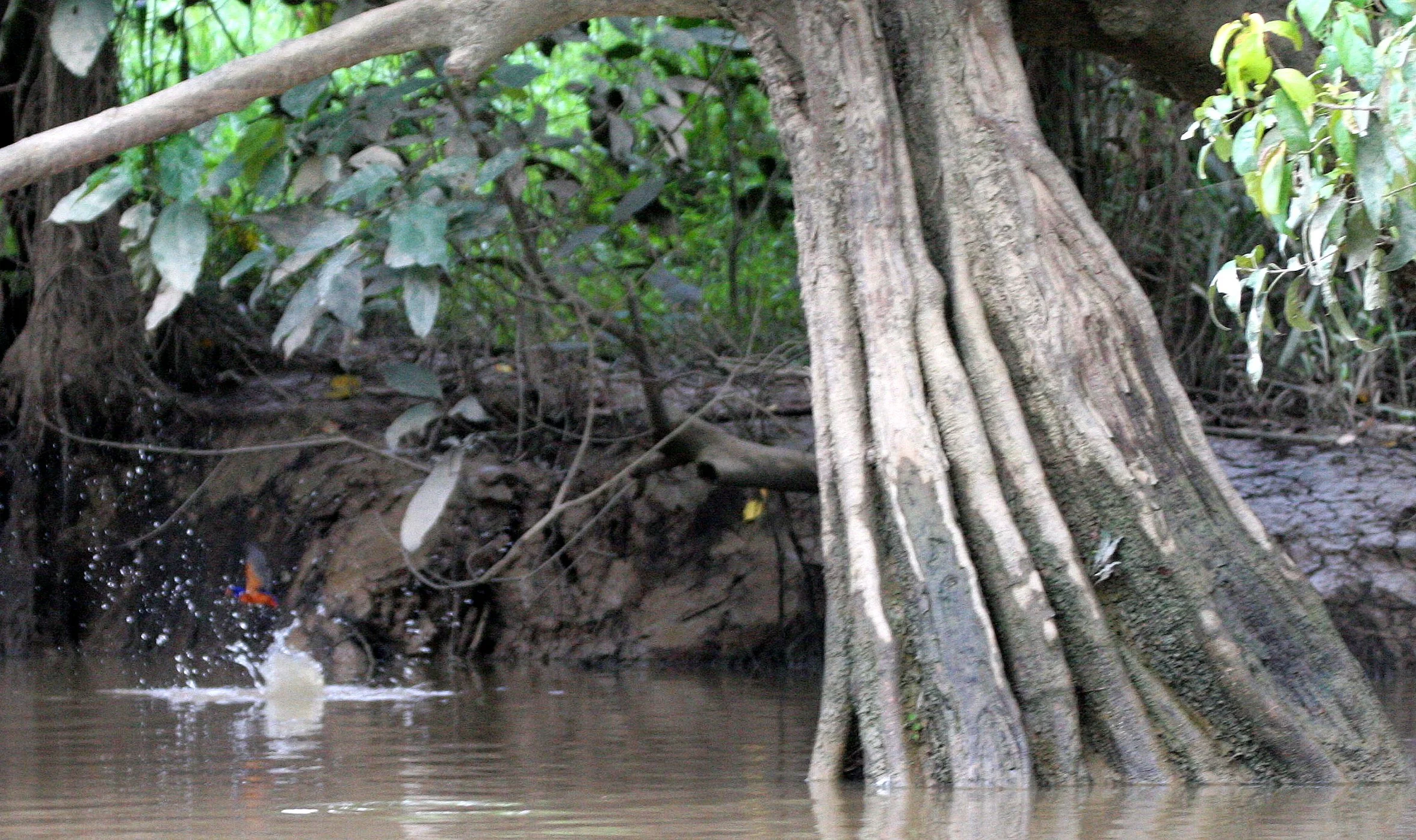 BIRD - MONARCH - BLACK-NAPED MONARH - HYPOTHYMIS AZUREA (2).JPG