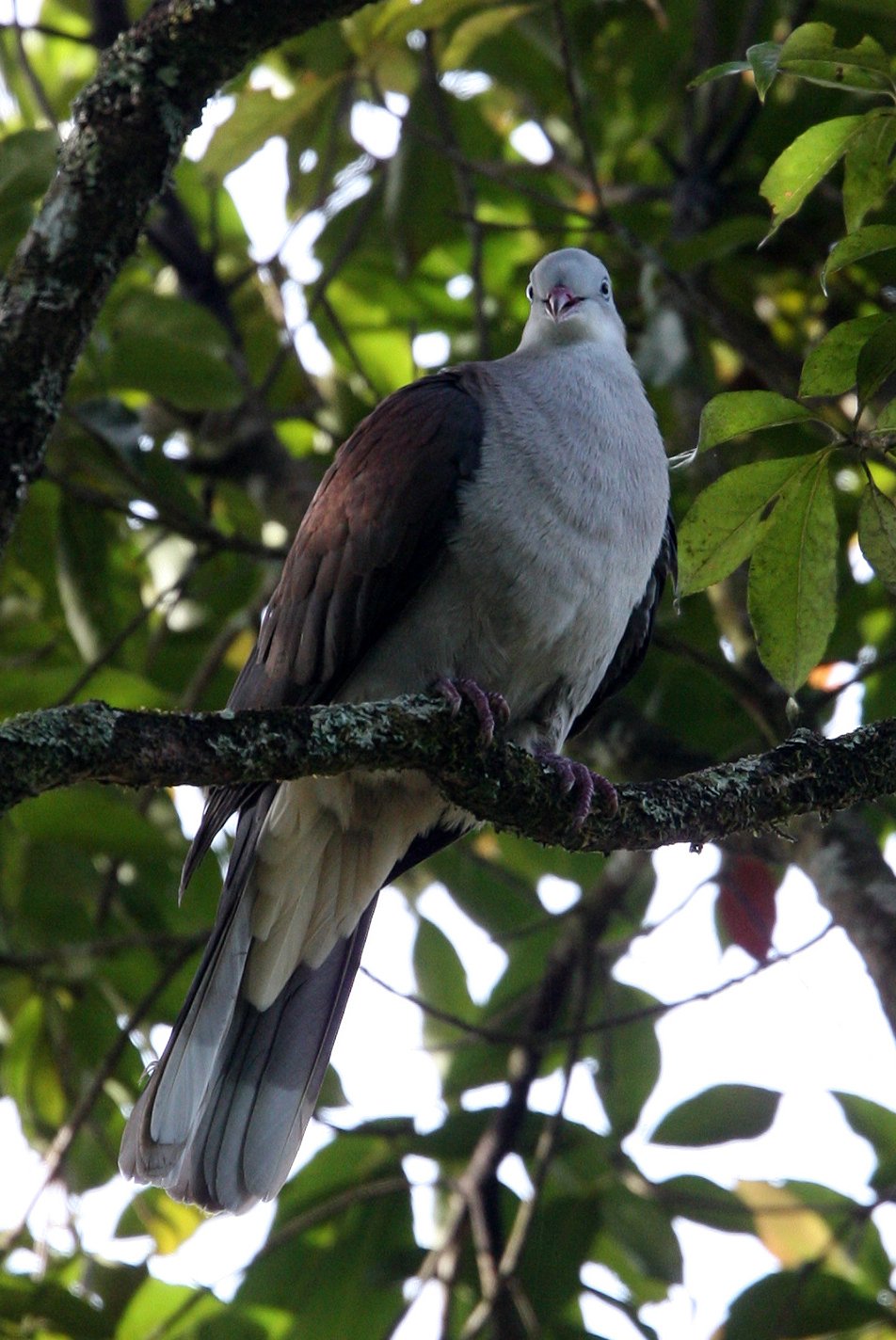 Mountain Imperial-Pigeon (Ducula badia) Kaeng Krachan NP Thailand (10).JPG