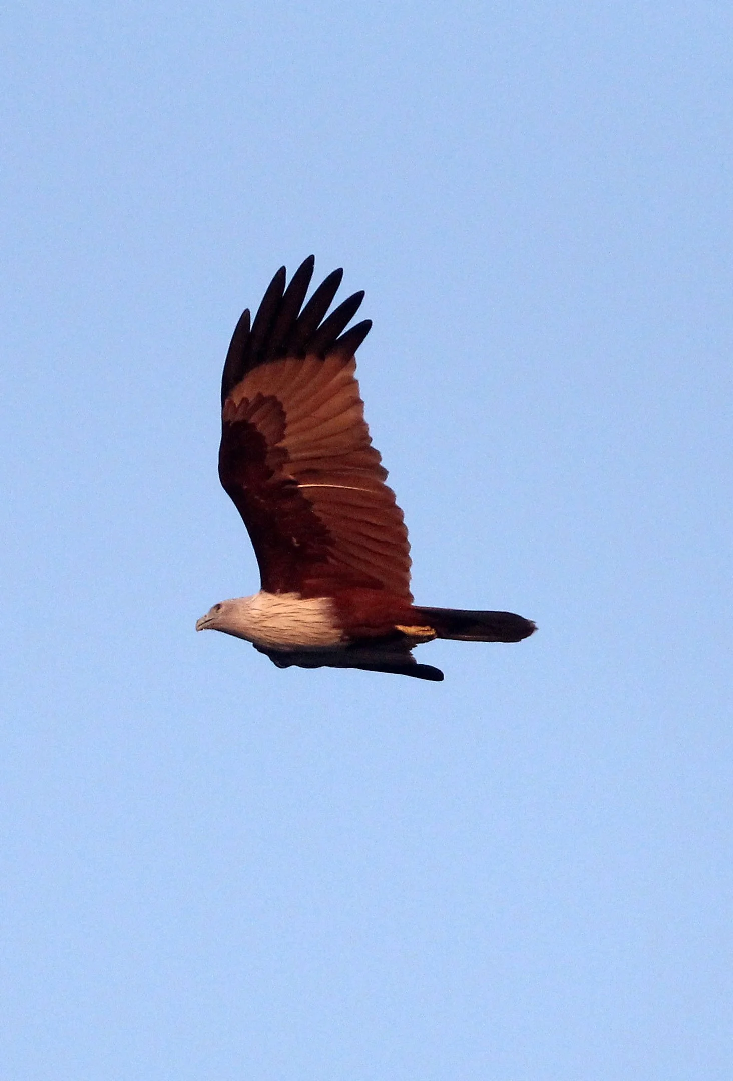 KITE - BRAHMINY KITE - Haliastur indus - THALE NOI BIRD SANCTUARY, PATALUNG THAILAND (74).JPG