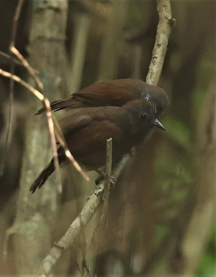 BABBLER - CHESTNUT-WINGED BABBLER - Cyanoderma erythropterum - KRUNG CHING, KHAO LUANG NP NST, APRIL 2022 (13).jpg
