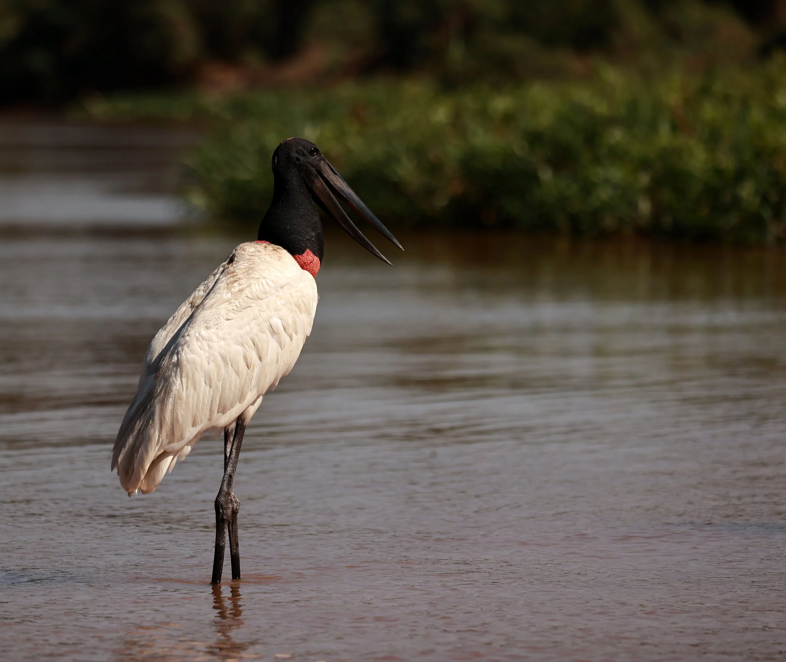 Stork - Jabiru mycteria - Pantanal, Encontro das Águas State Park, Porto Jofre, Cuiaba River, Brazil (67).jpg