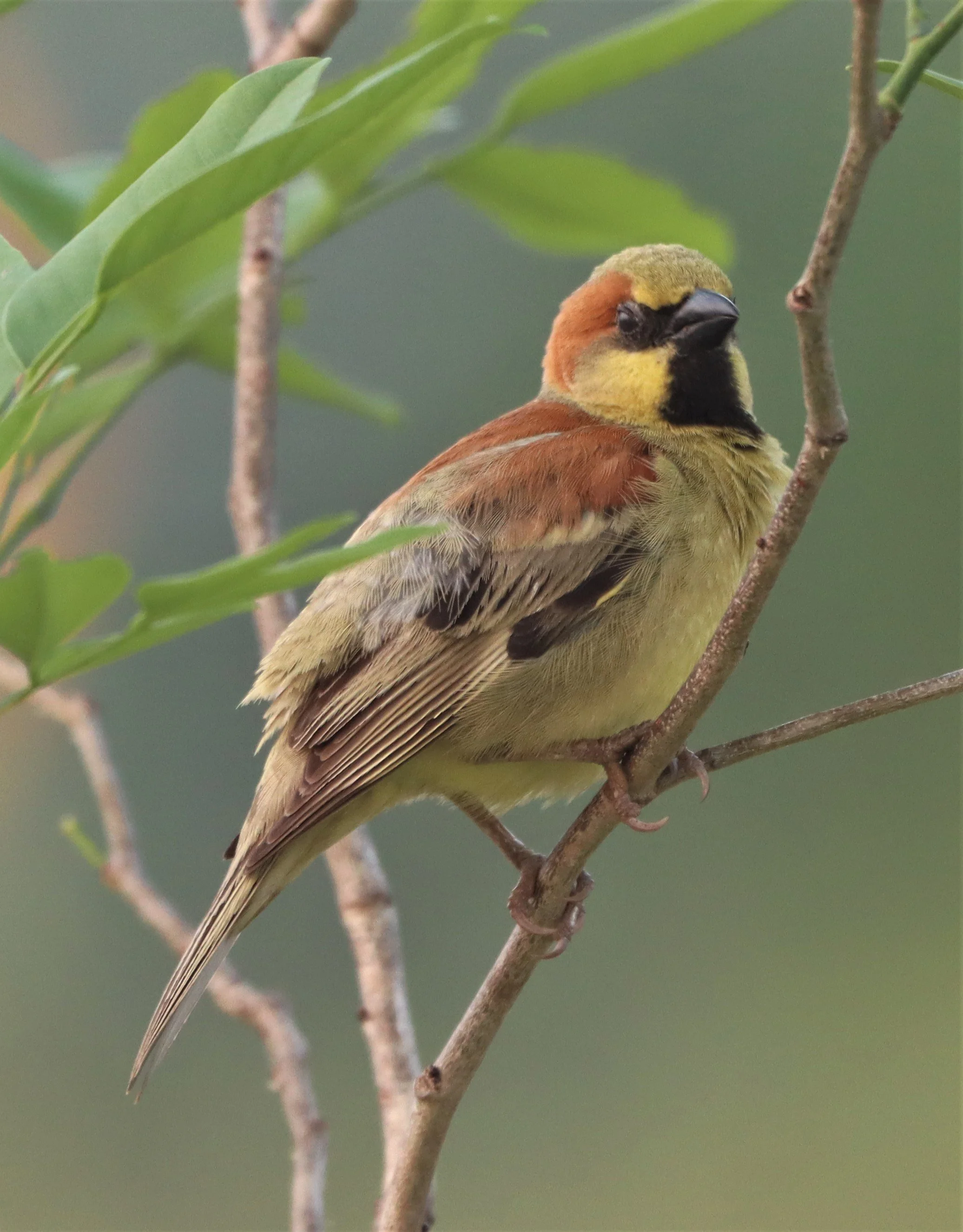 Plain-backed Sparrow (Passer flaveolus) Kabin Buri Wetlands Thailand (12).jpg
