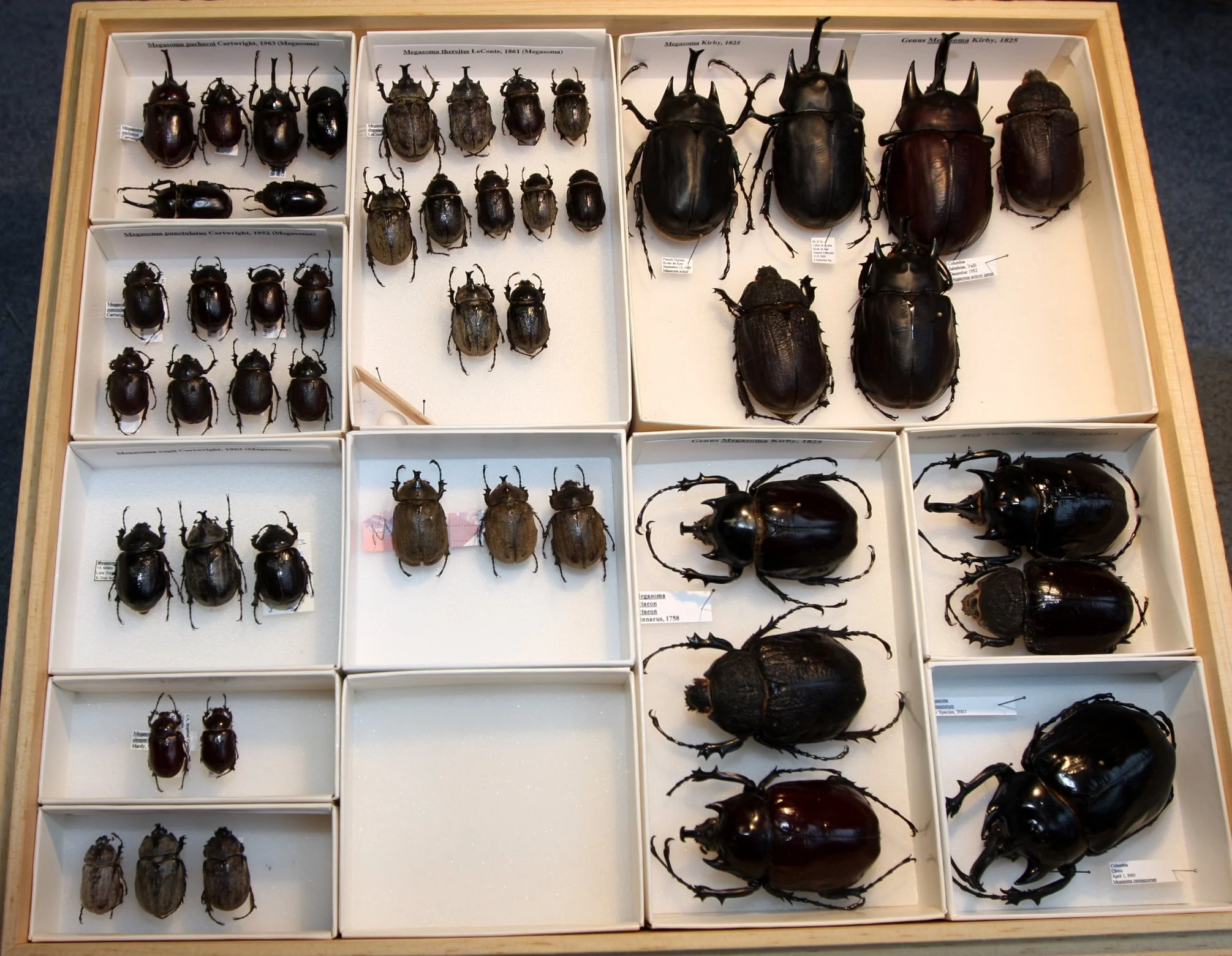 Dynastinae  Megasoma (2).JPG