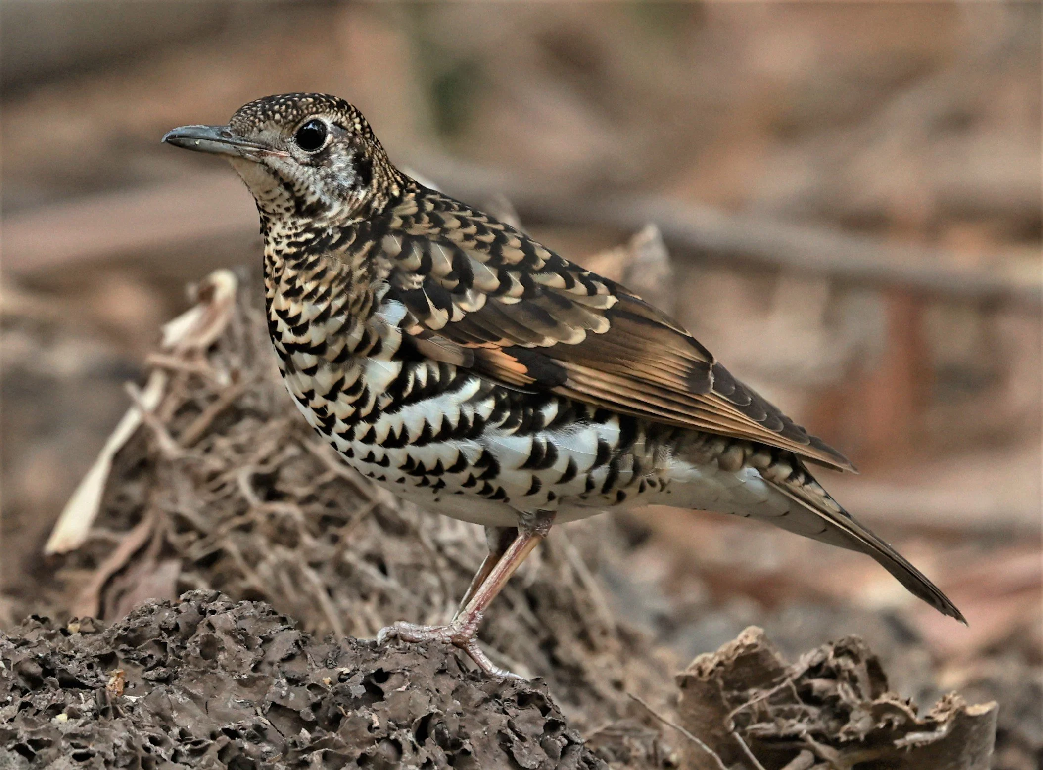 White's Thrush (Zoothera aurea) Putthamonthon Park Nakhon Pathom Thailand (99).jpg