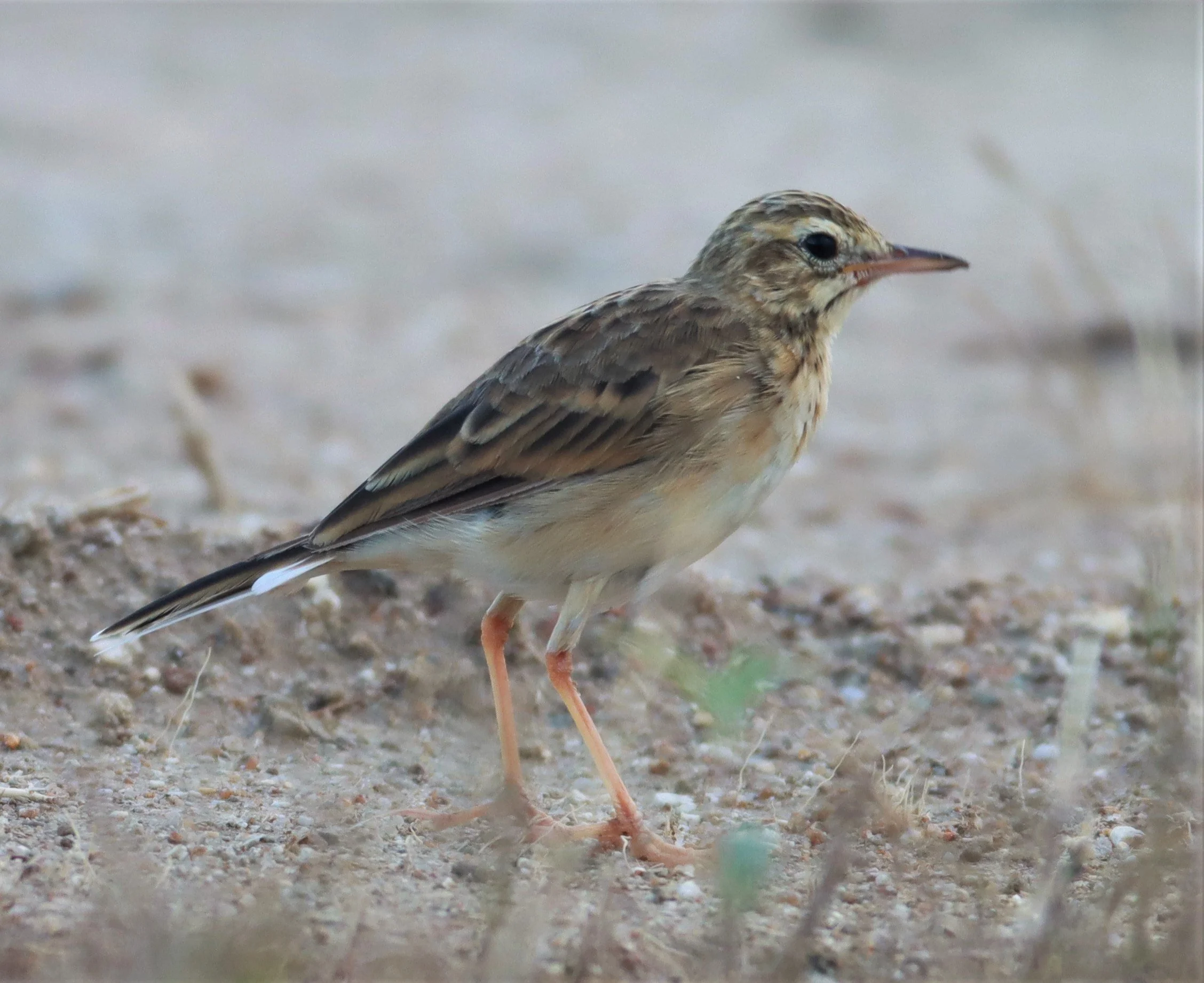 Paddyfield Pipit (Anthus rufulus) PRACHUAP KHIRI KHAN AREA (7).jpg